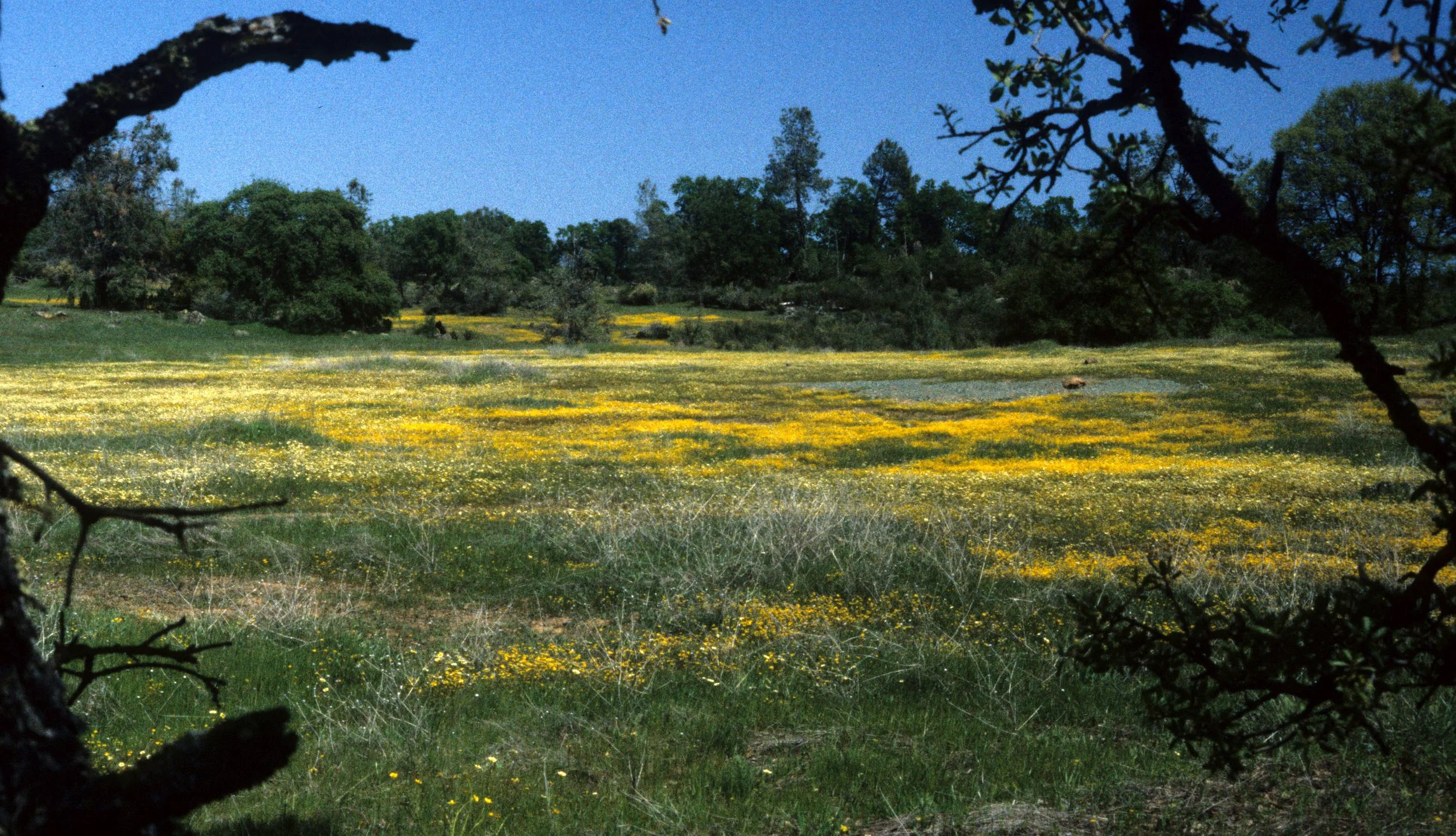 CALIFORNIA - SIERRA - ASTERACEAE FIELD IN GOLD COUNTRY.jpg