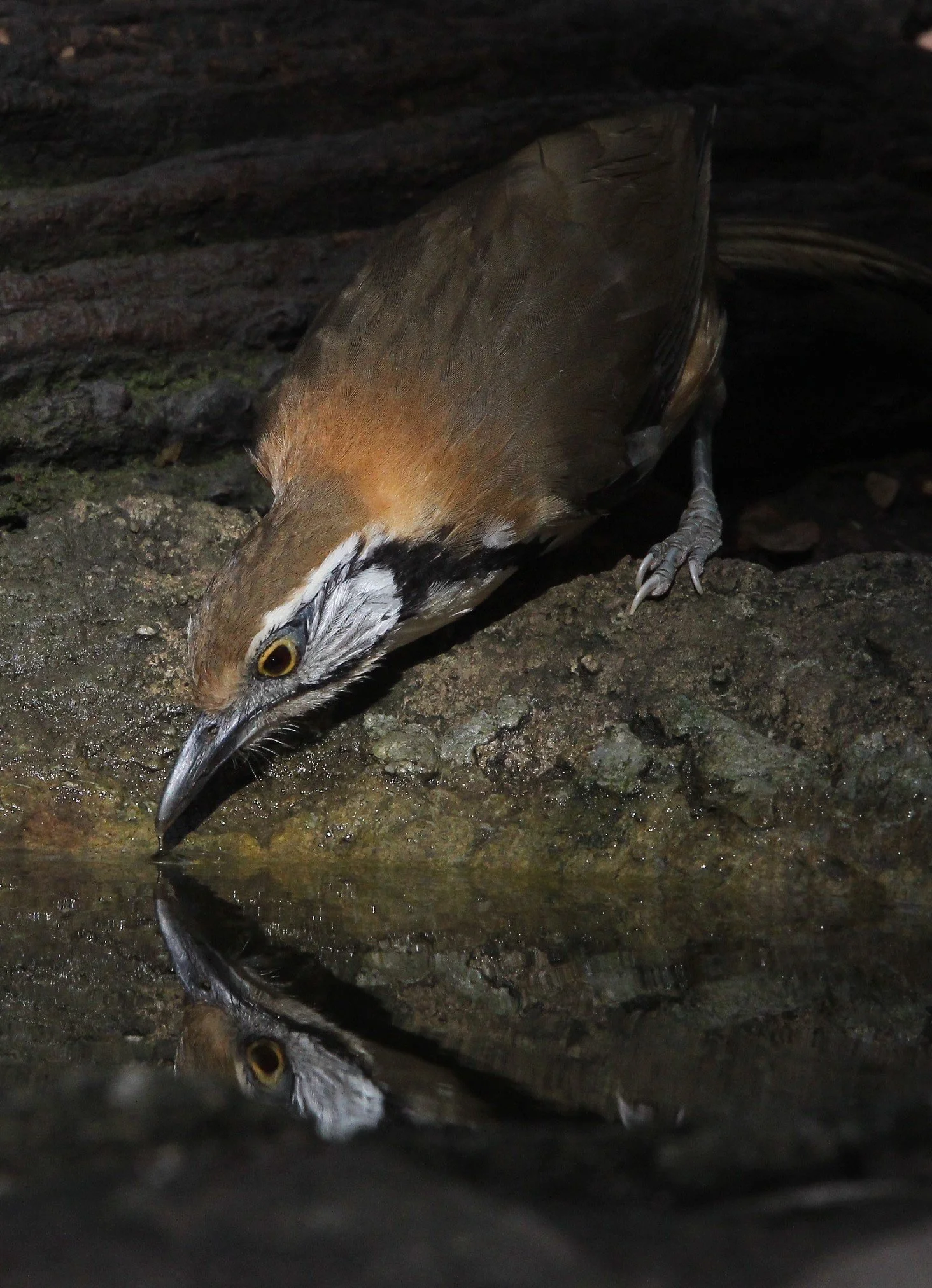 LAUGHINGTHRUSH - GREATER NECKLACED LAUGHINGTHRUSH - Garrulax pectoralis - LUNG SIN HIDE, KAENG KRACHAN (14).jpg