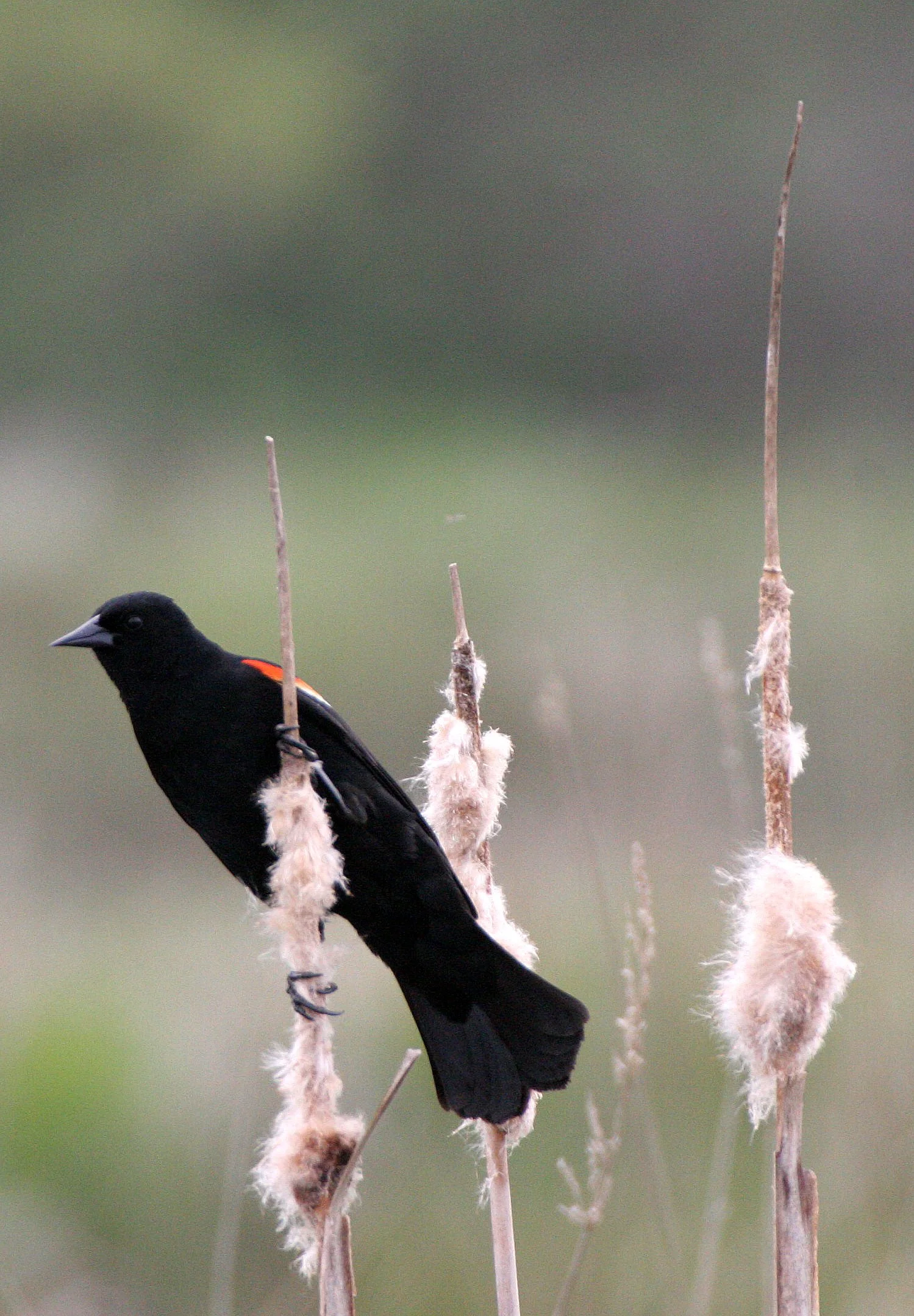 Red-winged Blackbird (Agelaius phoeniceus) Jamestown Olympic Peninsula Washington (2).JPG