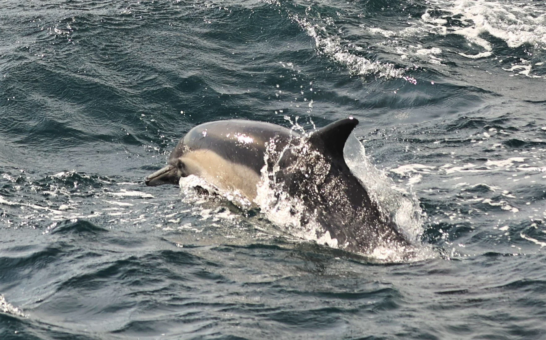Delphinus delphis - SHORT-BEAKED COMMON DOLPHIN - SANTA CRUZ ISLAND CHANNEL ISLANDS NATIONAL PARK 2022  (4).jpg