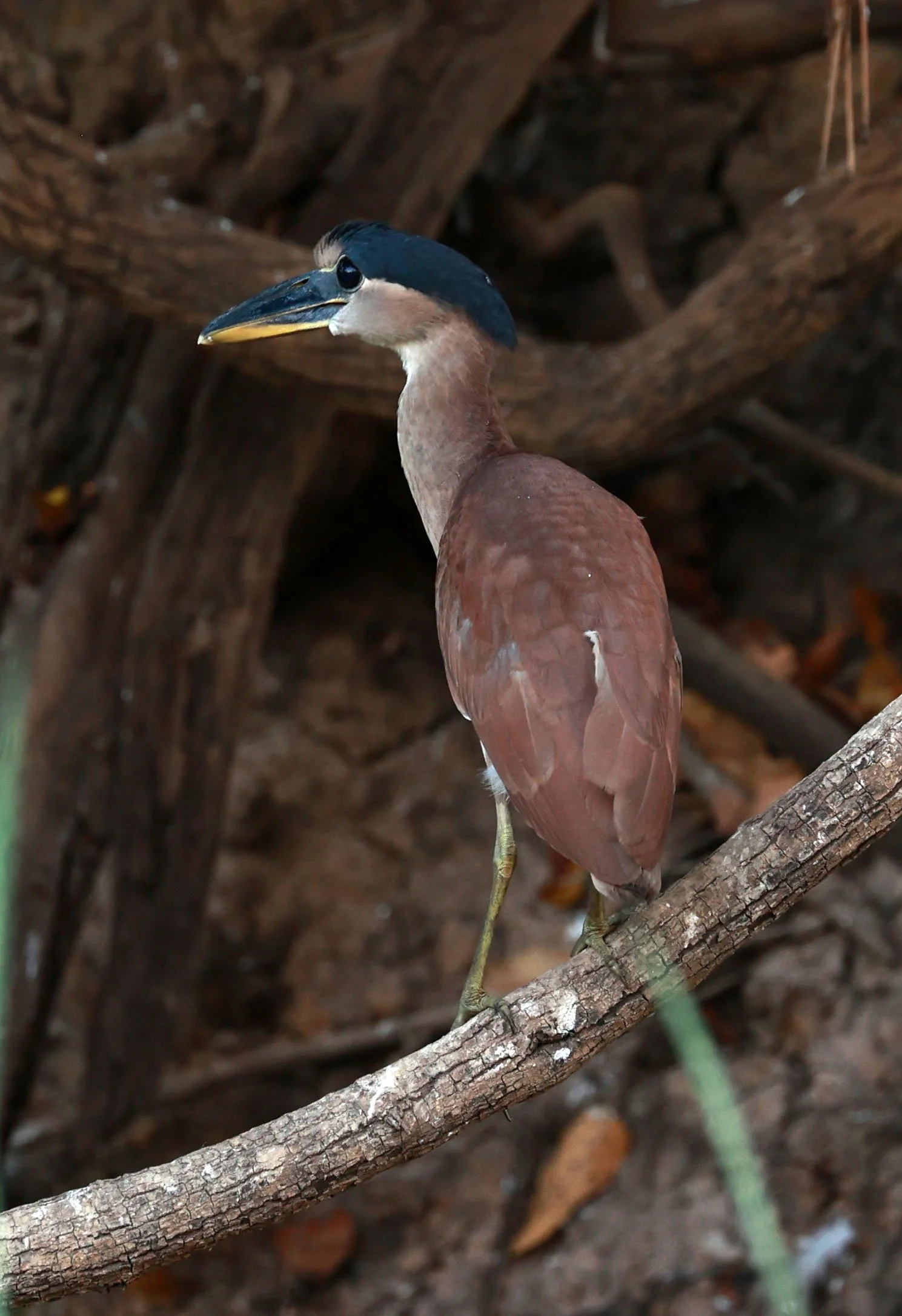 Heron - Boat-billed Heron - Cochlearius cochlearius - Pantanal, Encontro das Águas State Park, Porto Jo (13).jpg