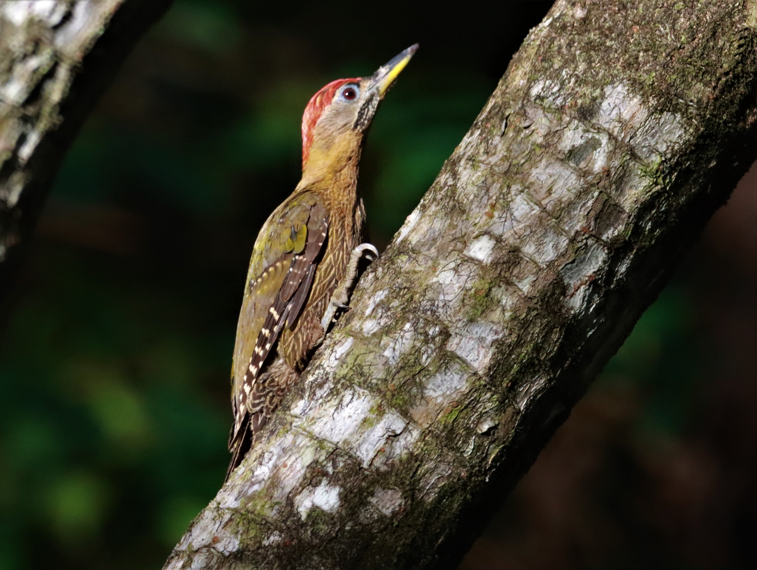 WOODPECKER - STREAK BREASTED WOODPECKER -Picus viridanus - AO PHANG NGA NATIONAL PARK AREA (40).JPG