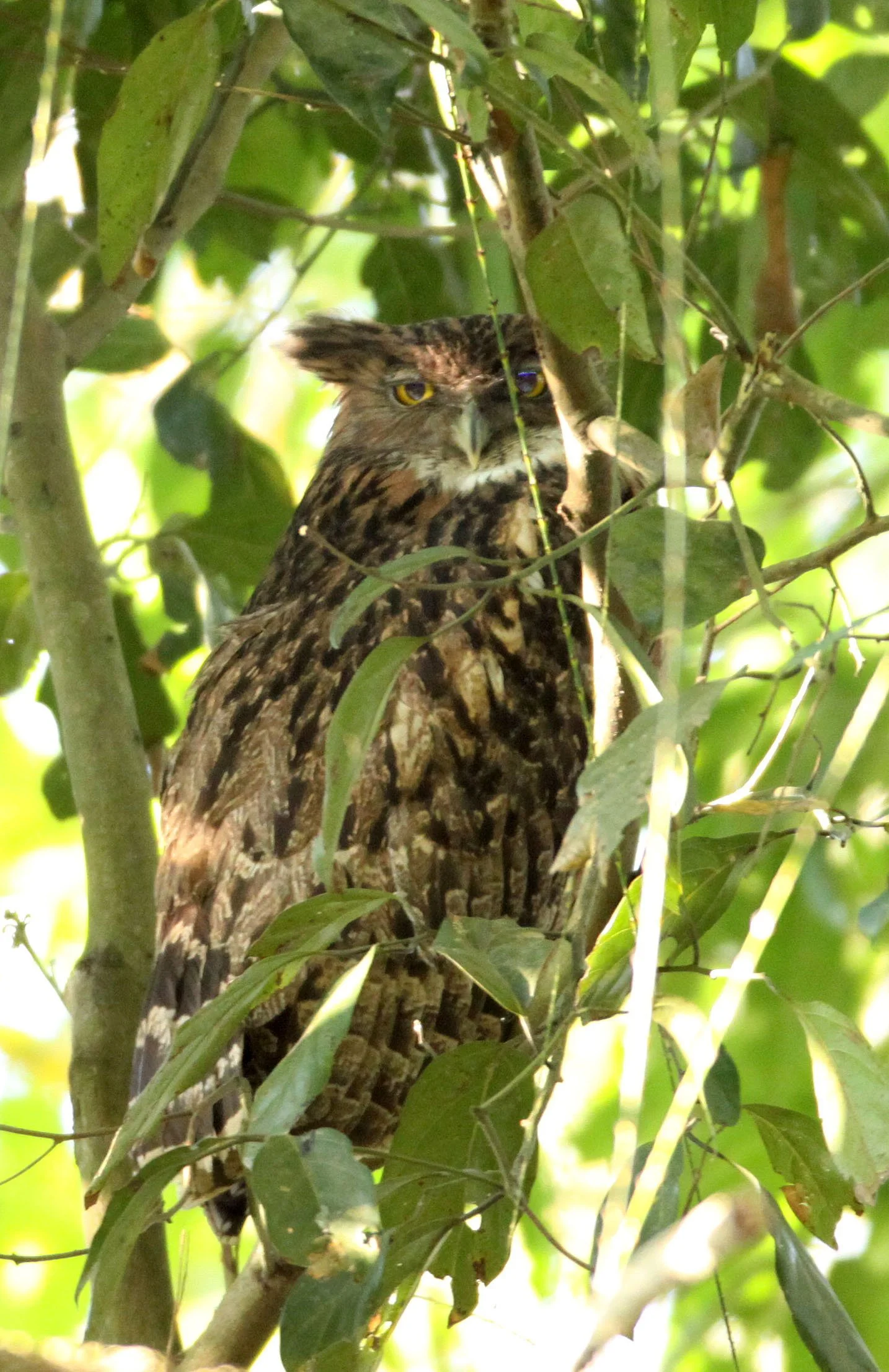 Ketupa zeylonensis - BROWN FISH OWL - KAZIRANGA NATIONAL PARK ASSAM INDIA (23).JPG