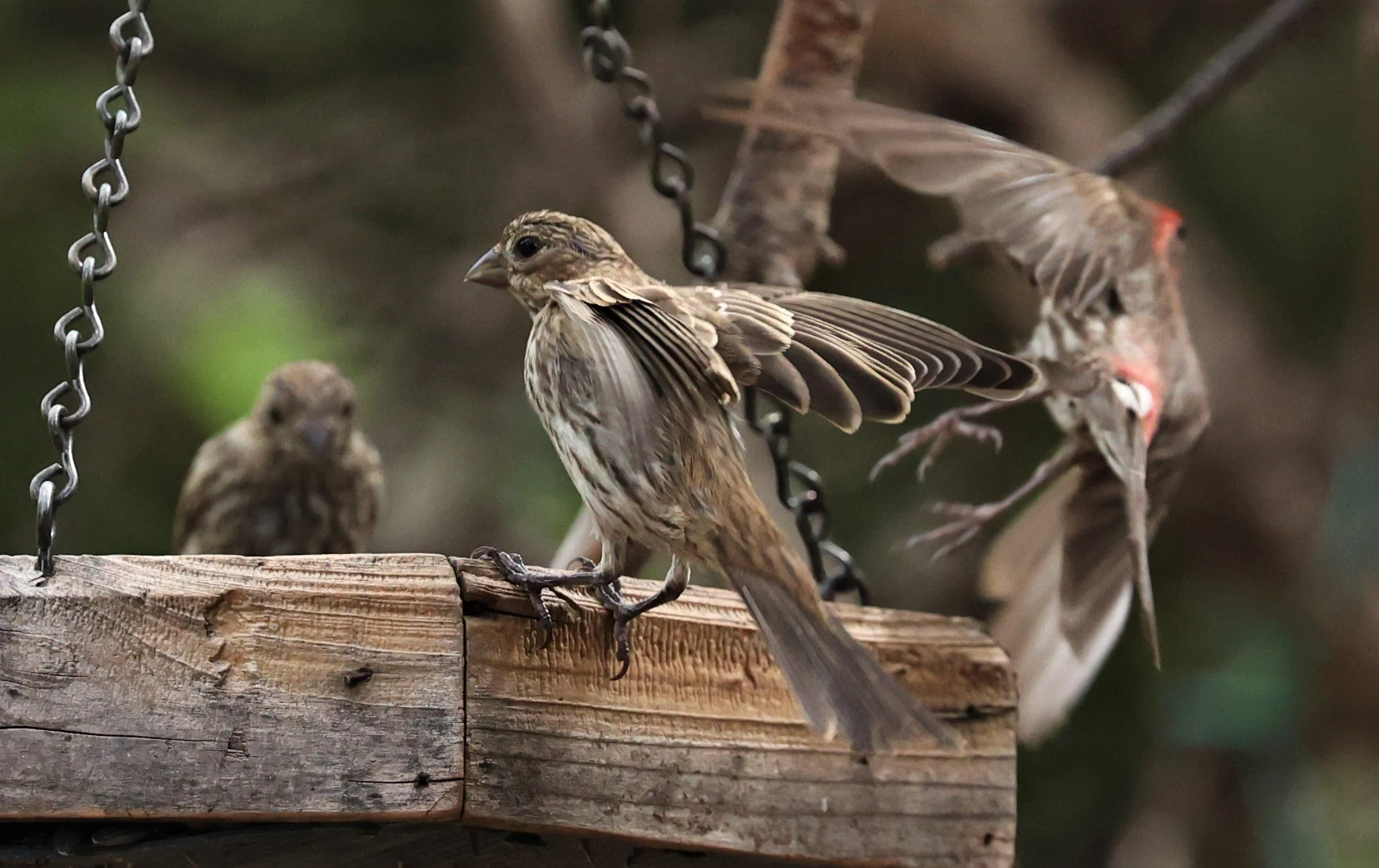House Finch (Haemorhous mexicanus) Cave Creek Arizona (6).jpg