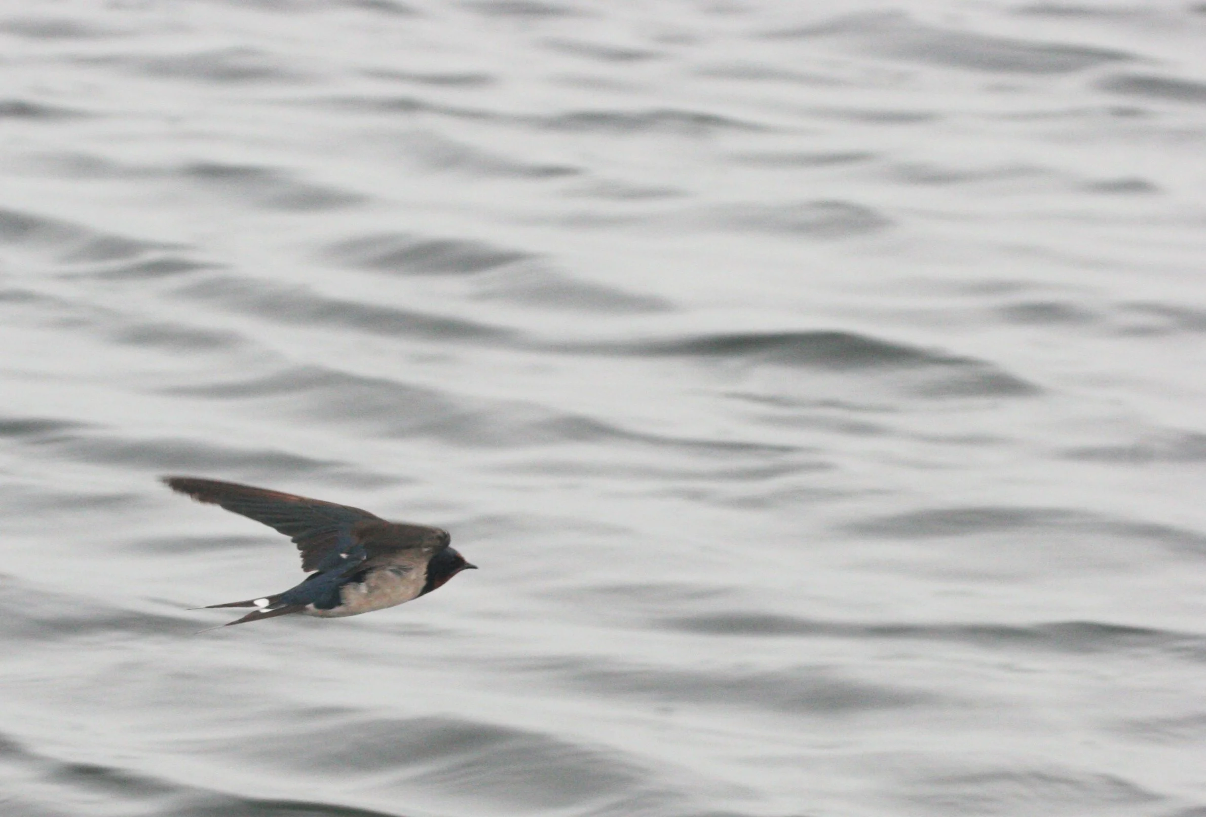Barn Swallow (Hirundo rustica) Bueng Boraphet Thailand (5).JPG