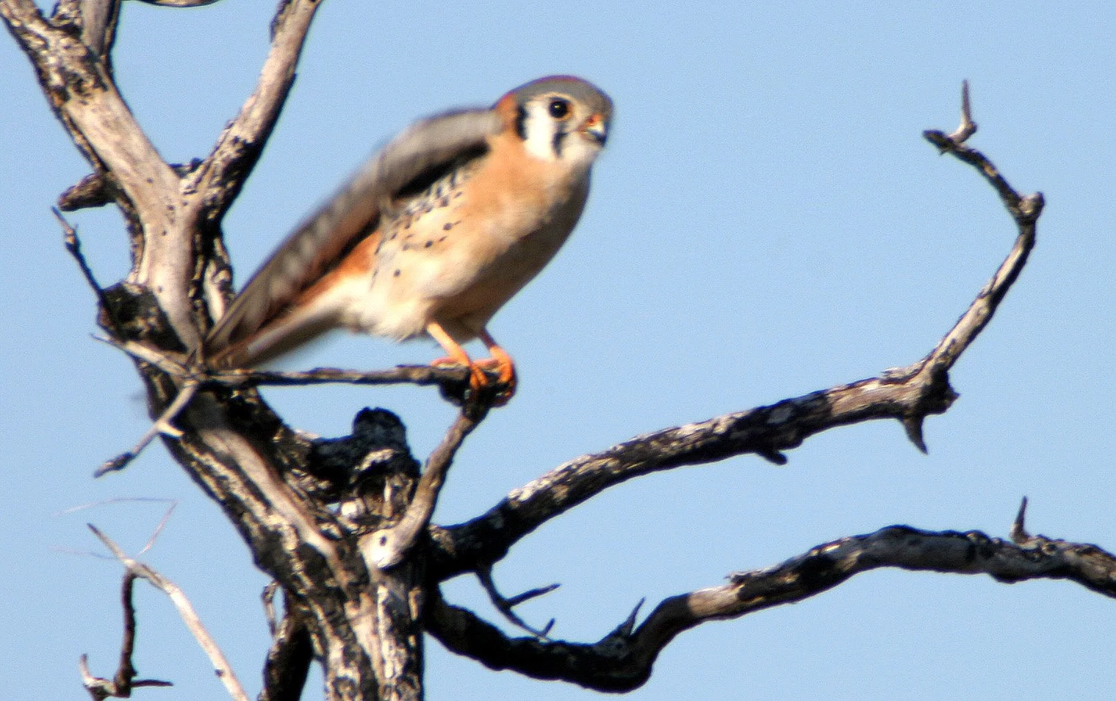 BIRD - AMERICAN KESTREL - ARANSAS (5).jpg