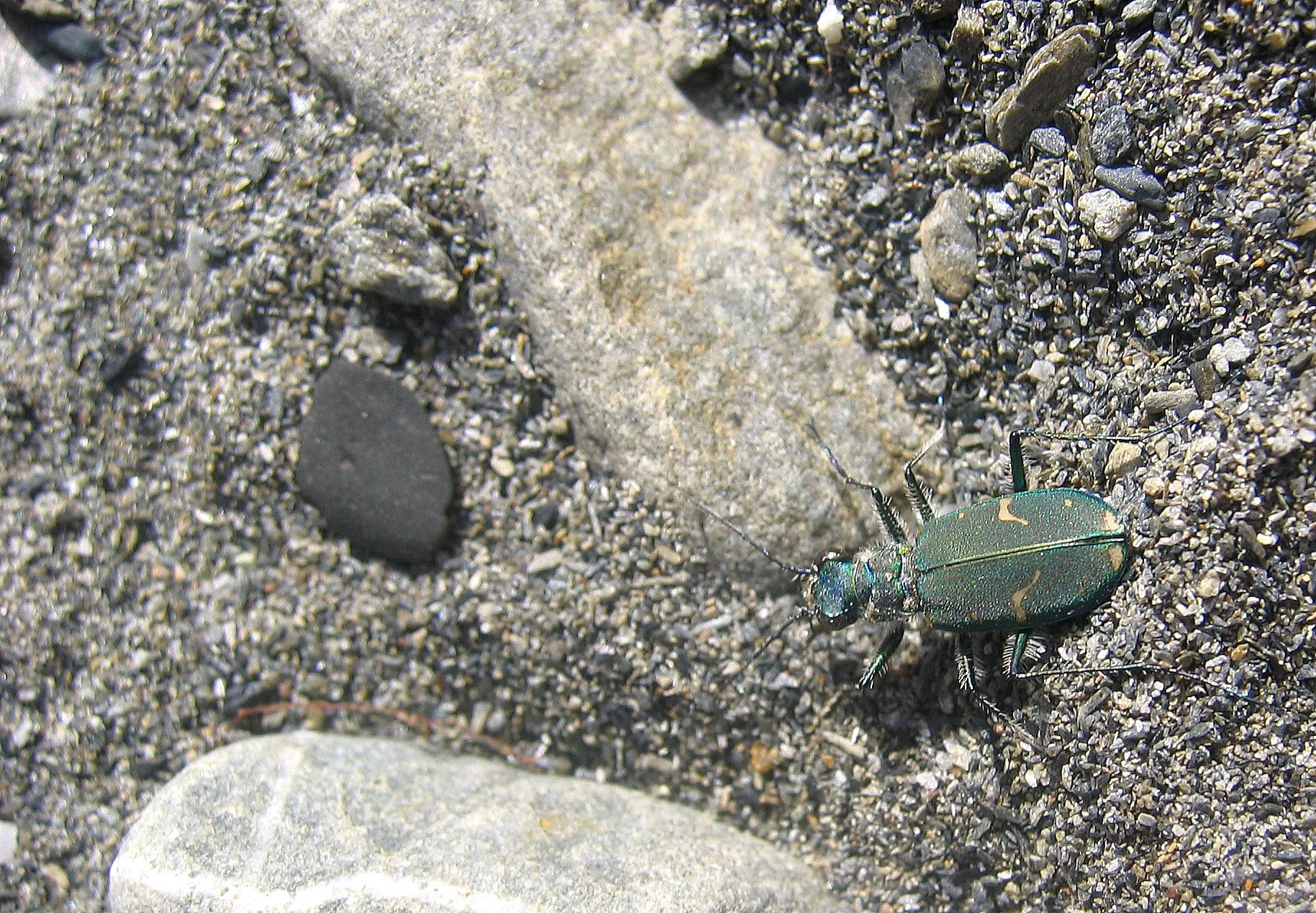 INVERTS - COLEOPTERA - CICCINDELA SPECIES (2).jpg