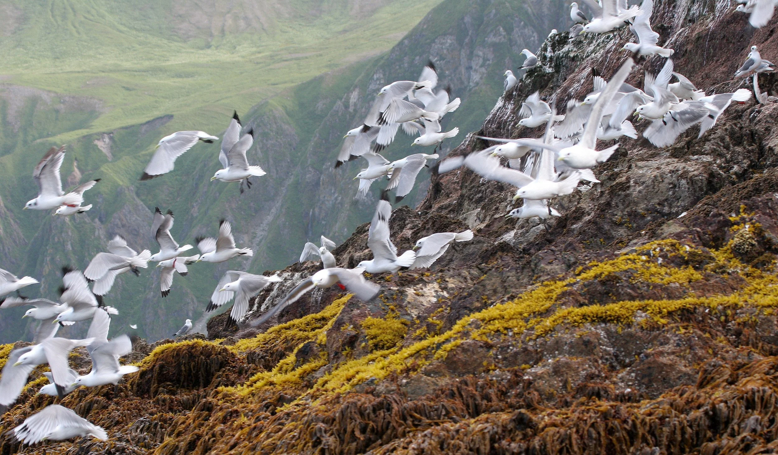 BIRD - KITTIWAKE - BLACK-LEGGED - ON COMMANDERS RUSSIA (10).jpg