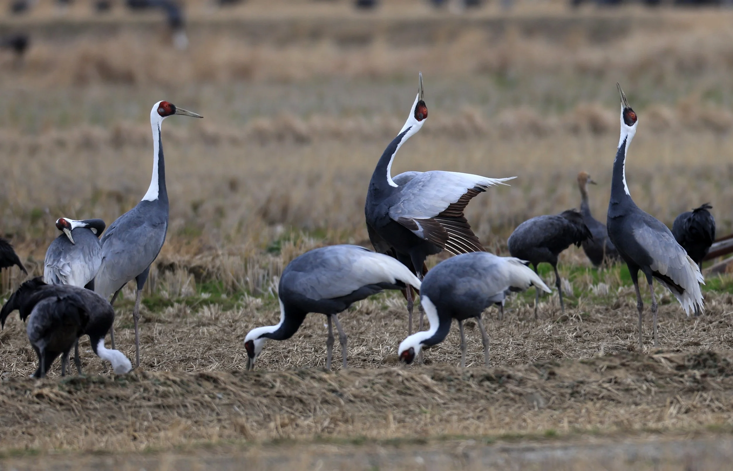 White-naped Crane (Antigone vipio) Izumi Crane Park & Center, Izumi Kagoshima Kyushu Japan (441).jpg