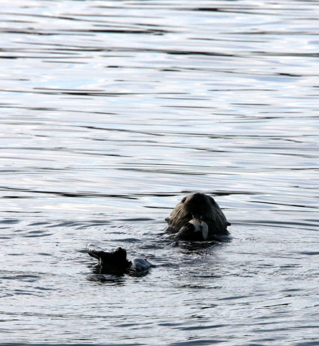 Enhydra lutris nereis - CALIFORNIA SEA OTTER - ELKHORN SLOUGH  WILDLIFE REFUGE CALIFORNIA (55).JPG