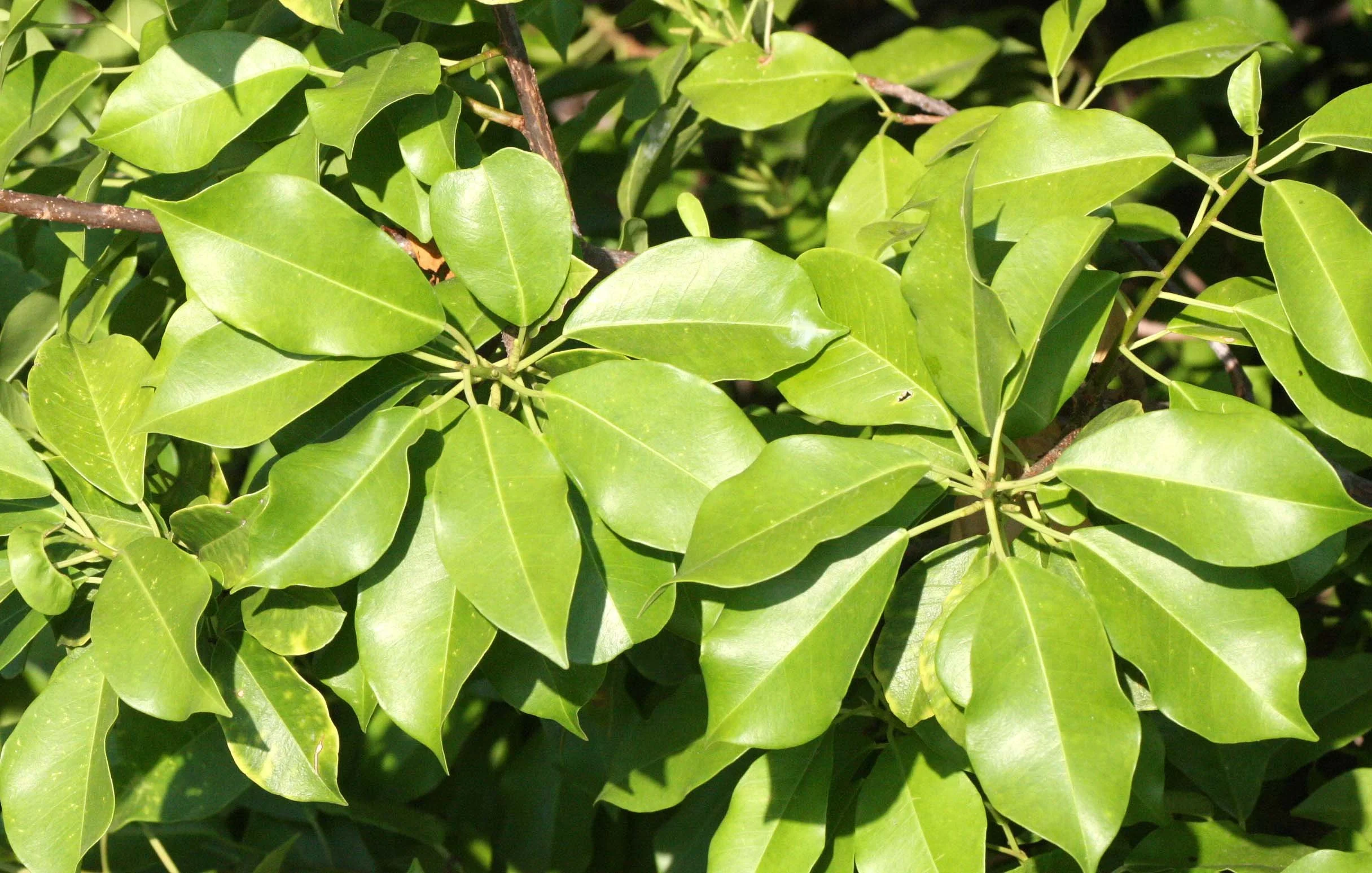 KHAO SAM ROI YOT THAILAND - MANGROVE - EXOCERIA ALALLOCHRA.JPG