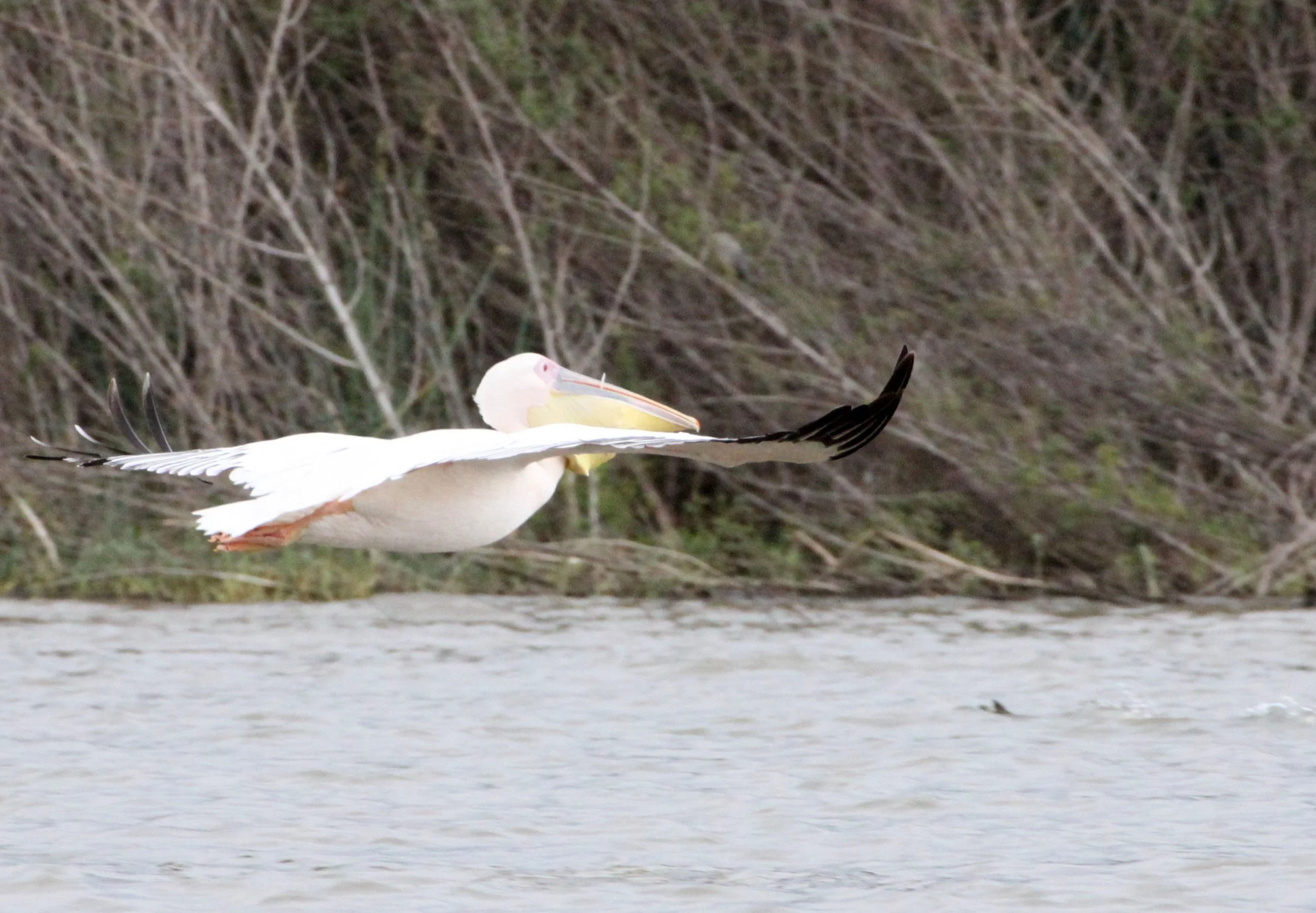 Pelecanus onocrotalus - GREAT-WHITE PELICAN - NECH SAR NATIONAL PARK (9).JPG