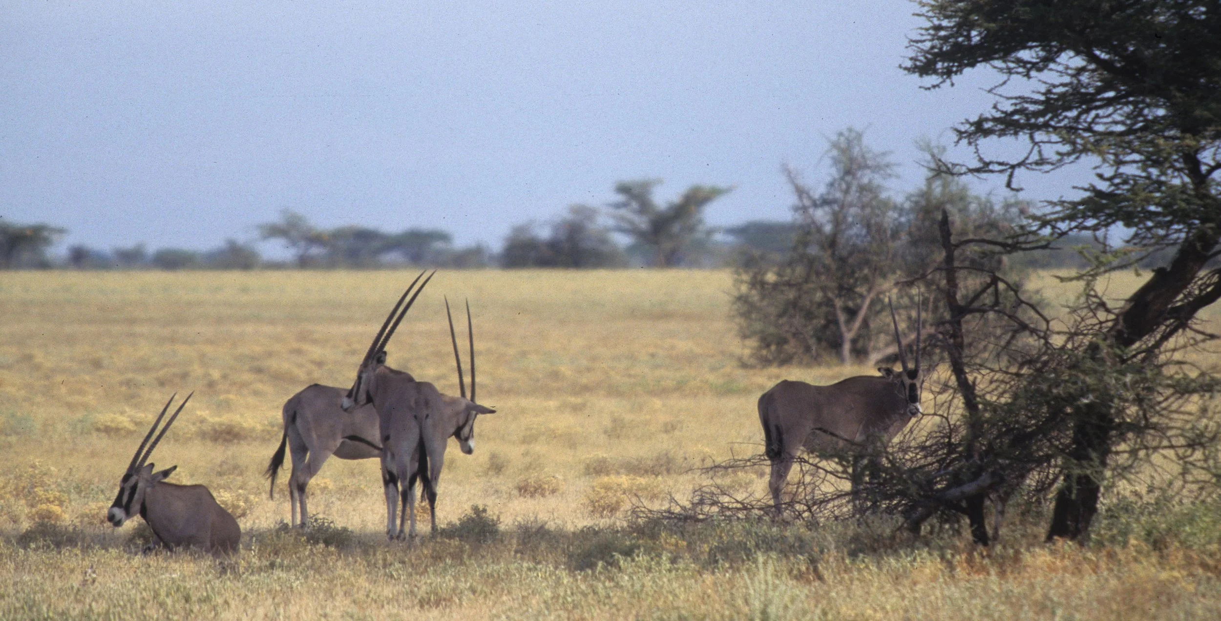 BOVID - ORYX - BEISA - SHABA (8).jpg