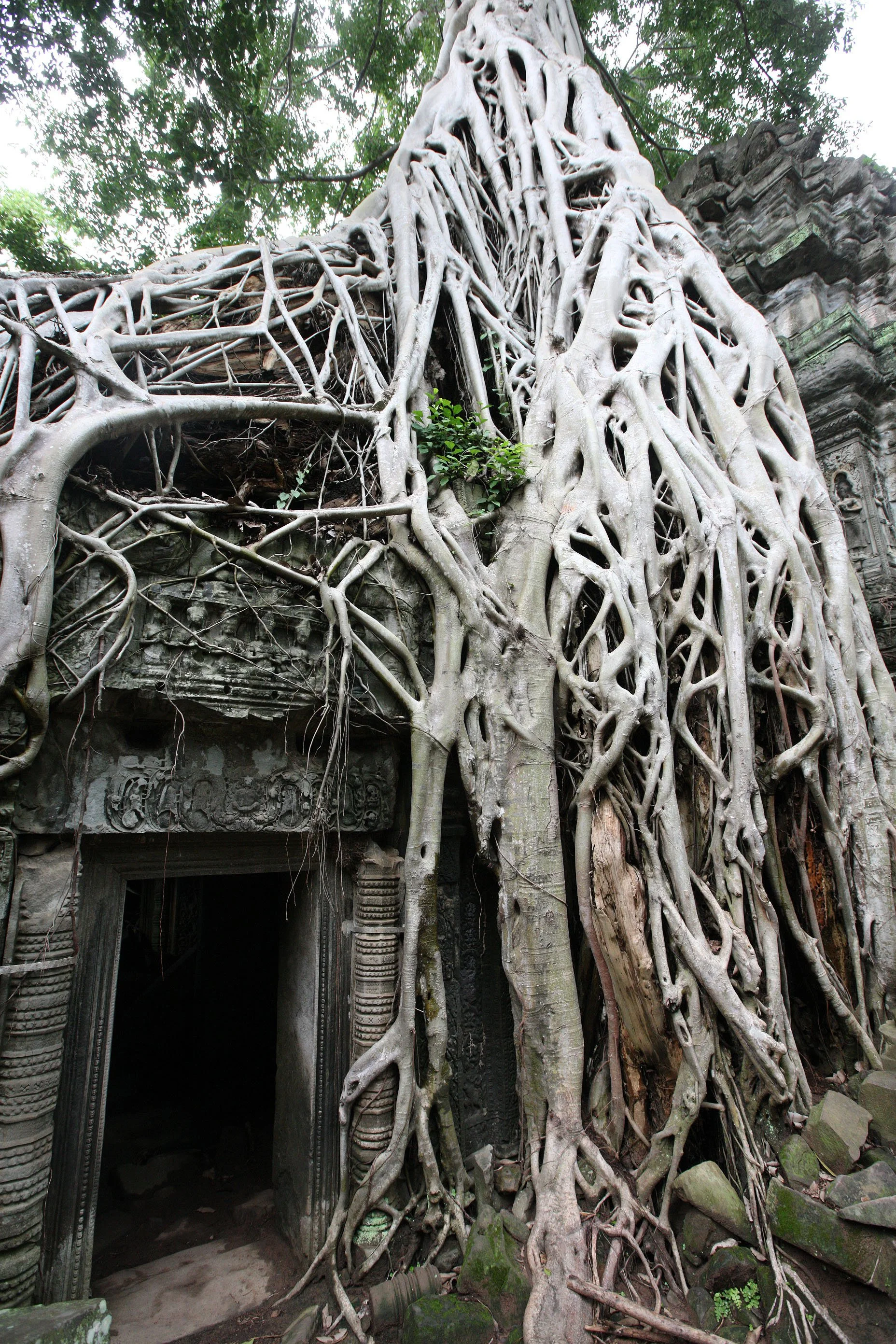 TA PROHM TEMPLE CAMBODIA - JULY 2010 (36).JPG