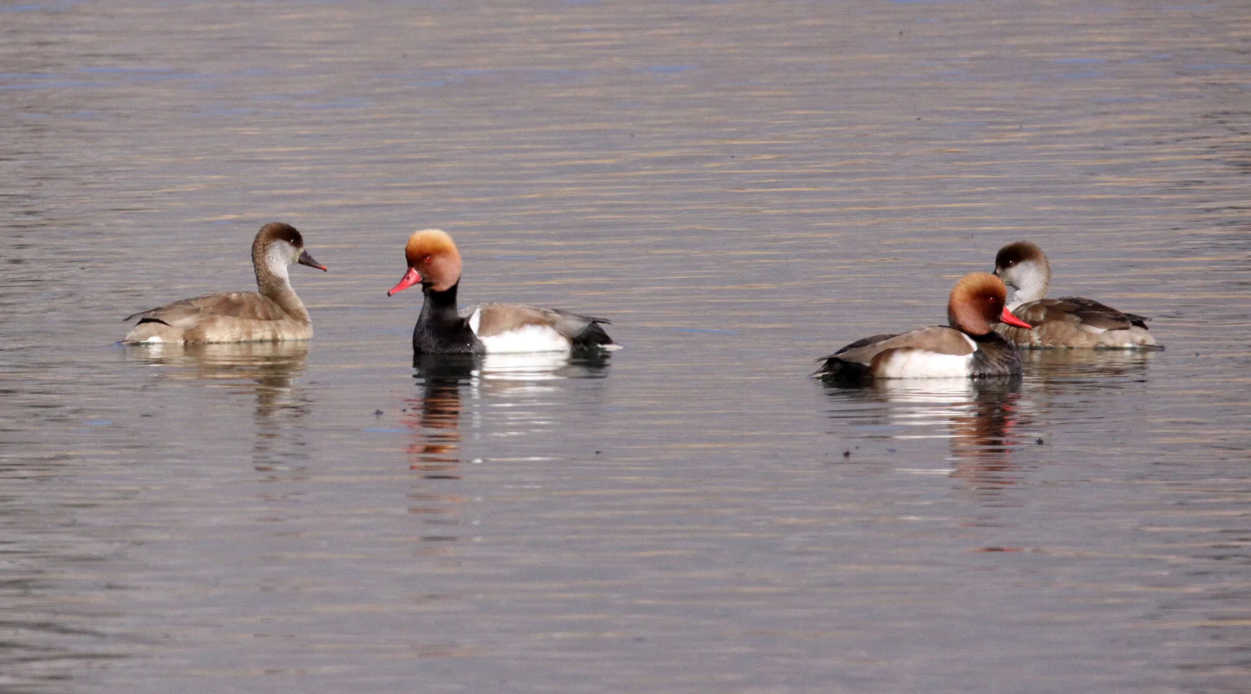POCHARD - RED-CRESTED POCHARD - Netta rufina - CAO HAI WETLANDS PARK NEAR LIJIANG YUNNAN CHINA (53).JPG