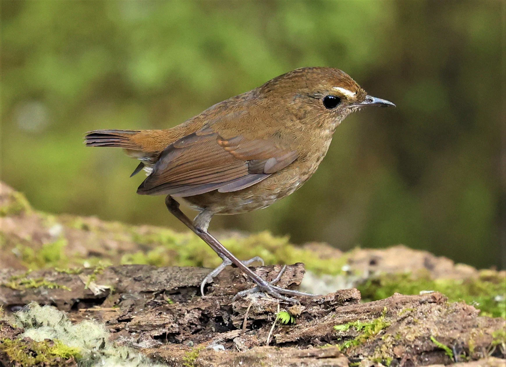 SHORTWING - LESSER SHORTWING - Brachypteryx leucophris - DOI INTHANON NP, CHIANG MAI DEC 2021 (26).jpg