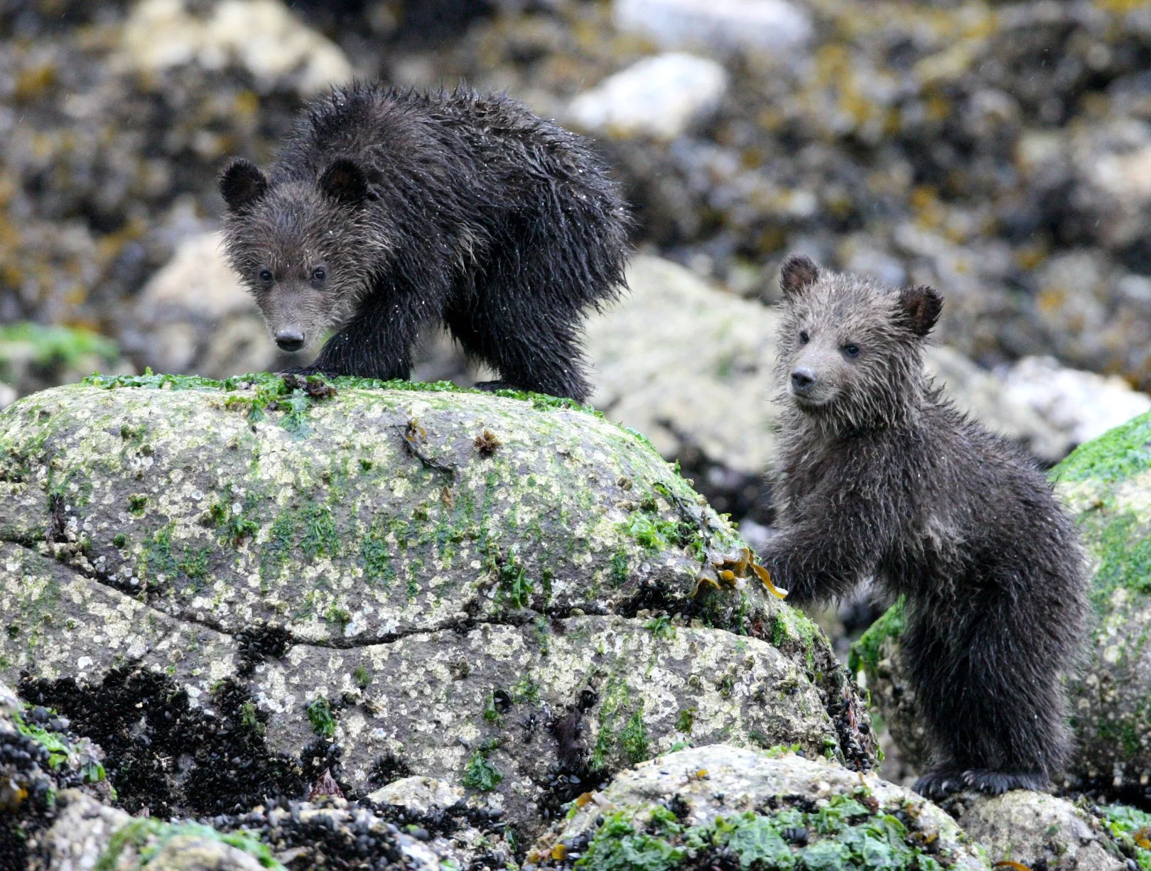 Ursus arctos stikeenensis - STICKEEN'S GRIZZLY BEAR - MOM AND HER FIRST YEAR CUBS - KNIGHT'S INLET BRITISH COLUMBIA (135).JPG