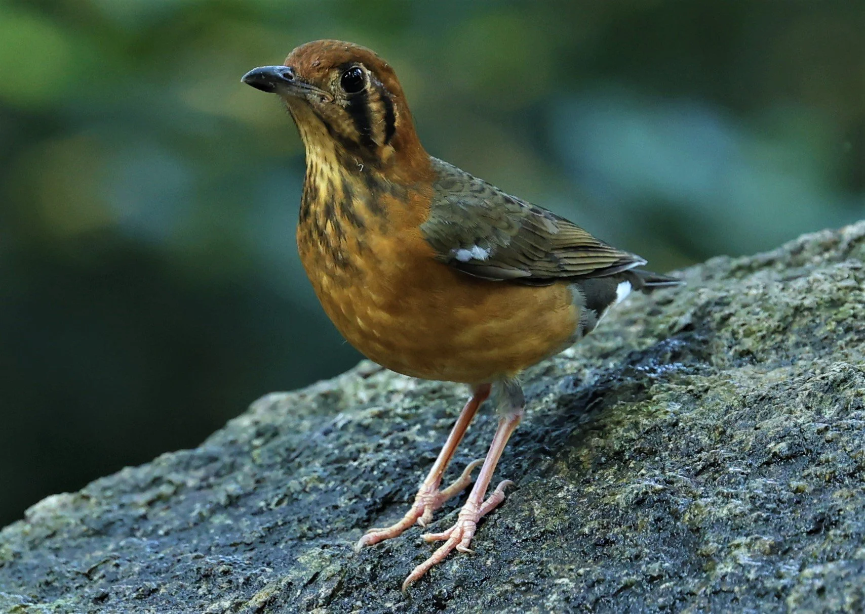 Orange-headed Thrush (Zoothera citrina) Wat Tham Prathum Chonburi Thailand (6).jpg