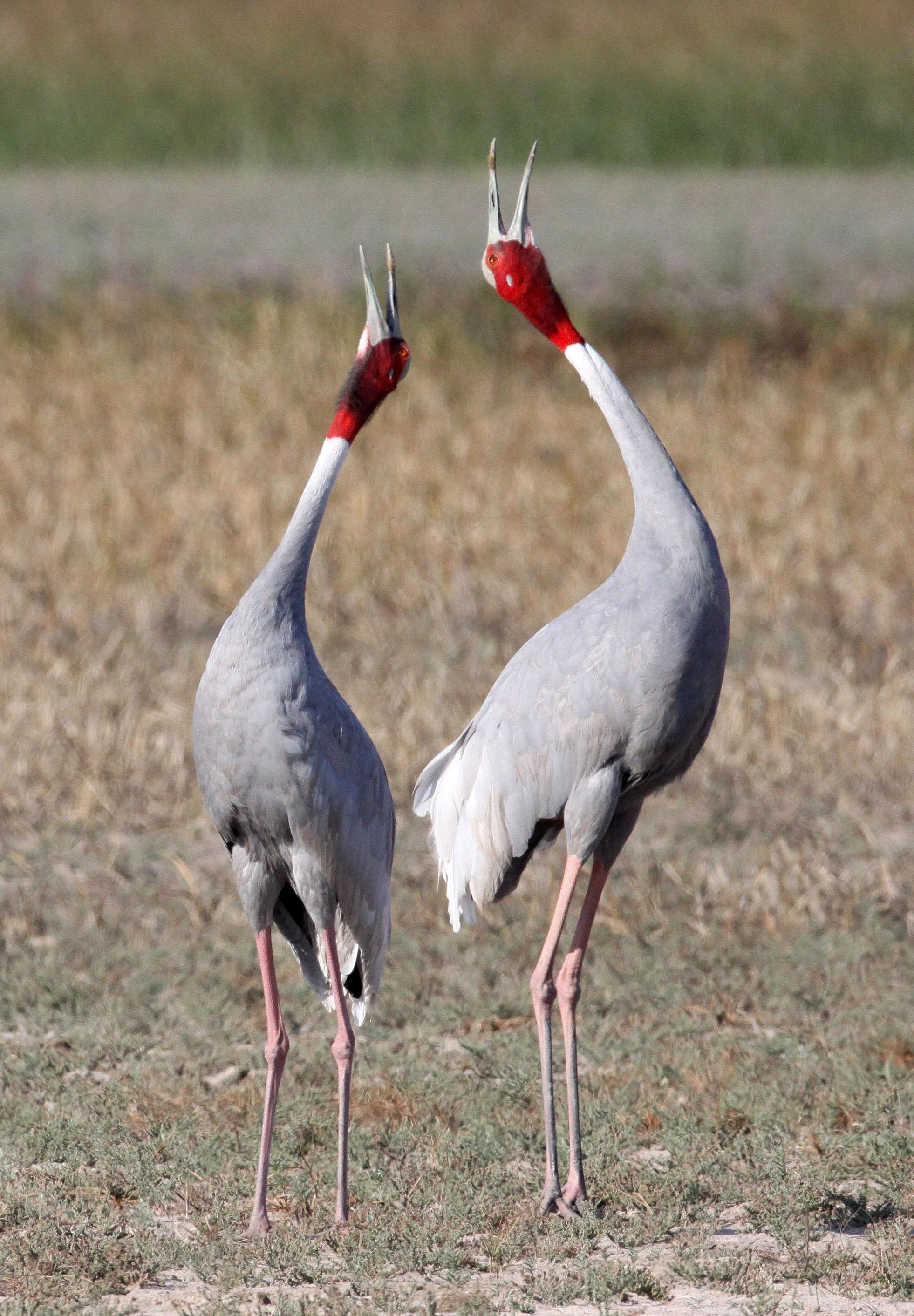 Antigone antigone - SARUS CRANE - LITTLE RANN OF KUTCH INDIA (20).JPG