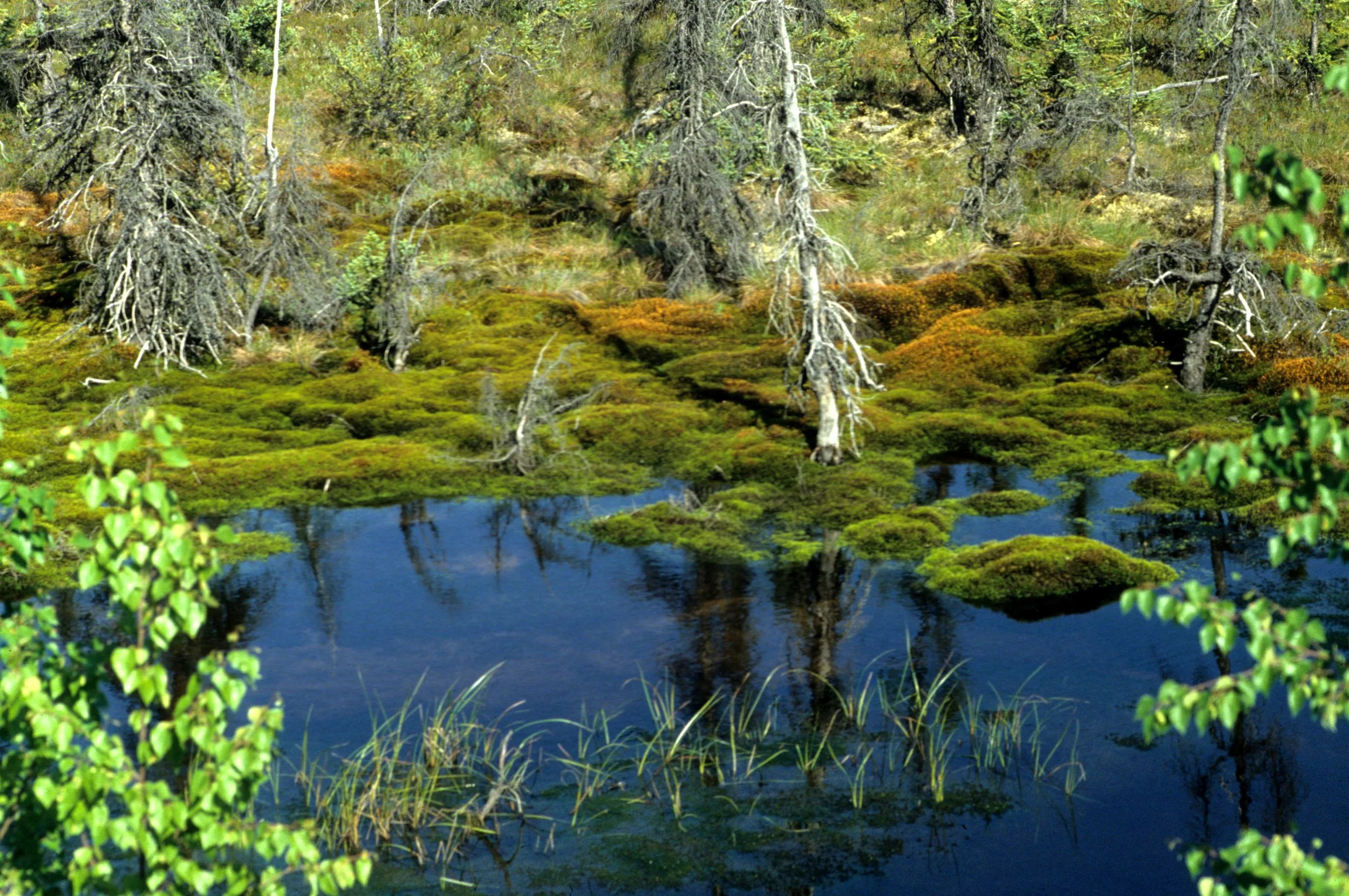 YUKON - MOSS TUNDRA POND.jpg