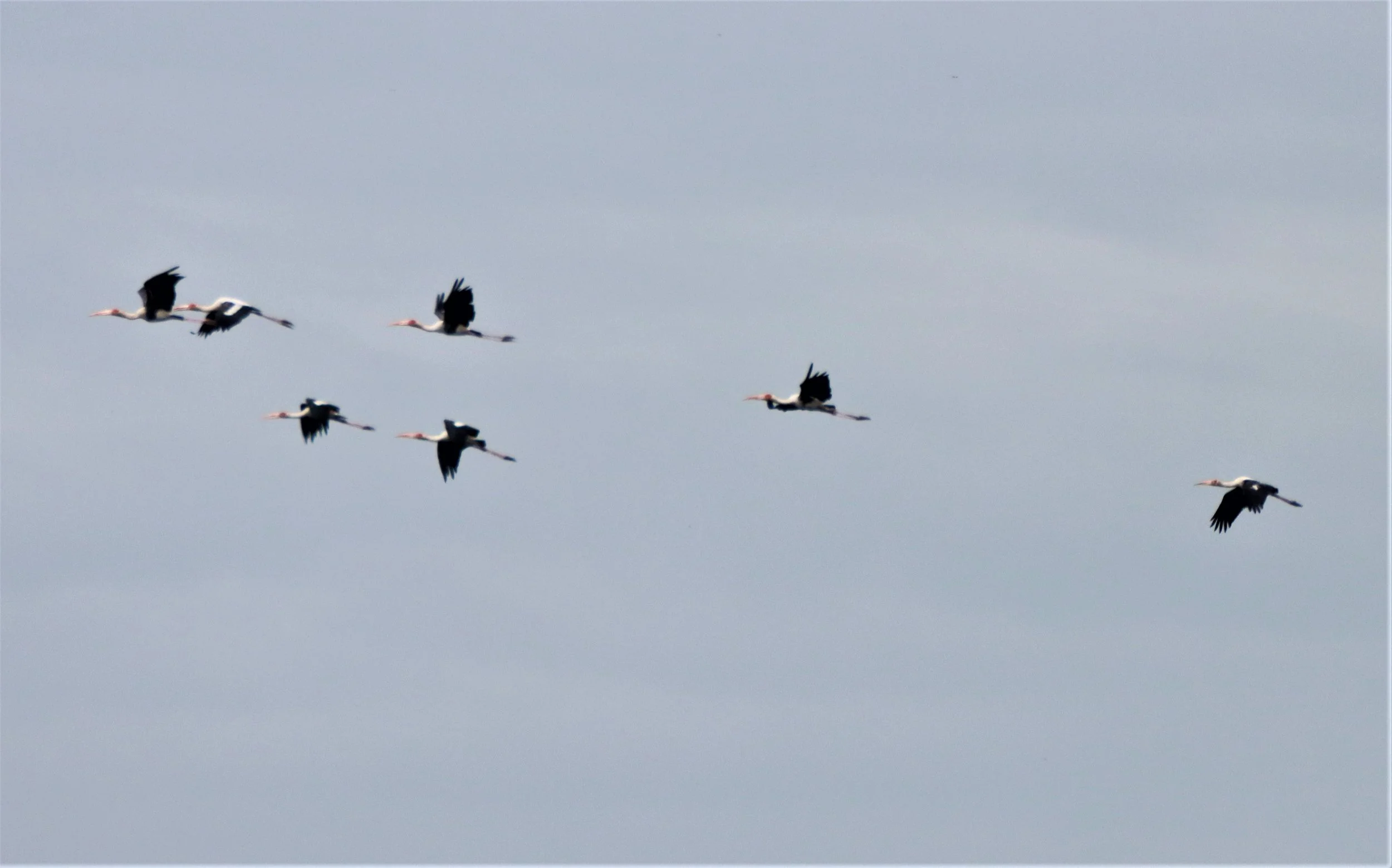 STORK - PAINTED STORK - Mycteria leucocephala - BUENG BORAPHET NAKHON SAWAN AUGUST 2021 (67).jpg