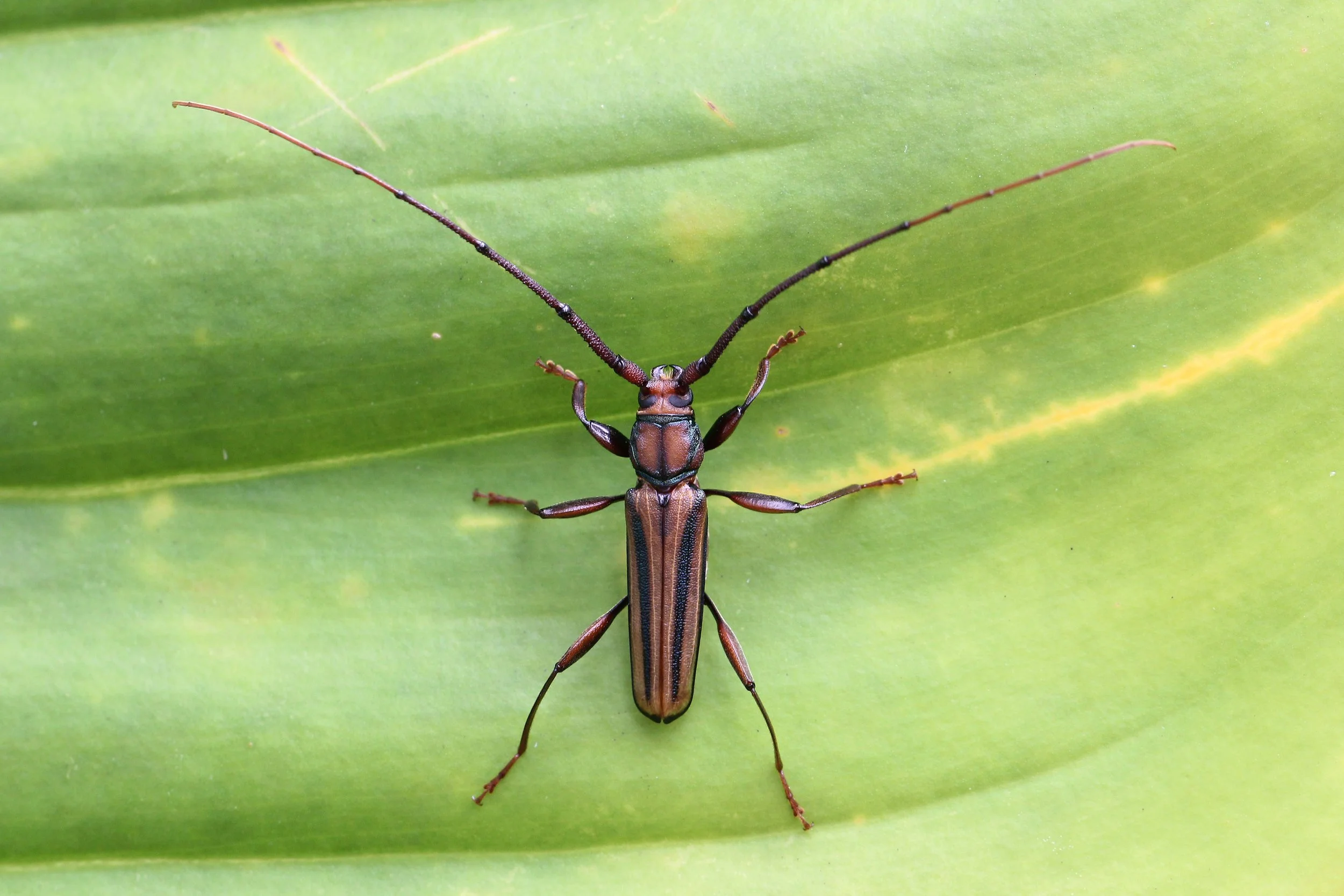 Xystrocera globosa - Koh Lanta, Thailand (4).JPG