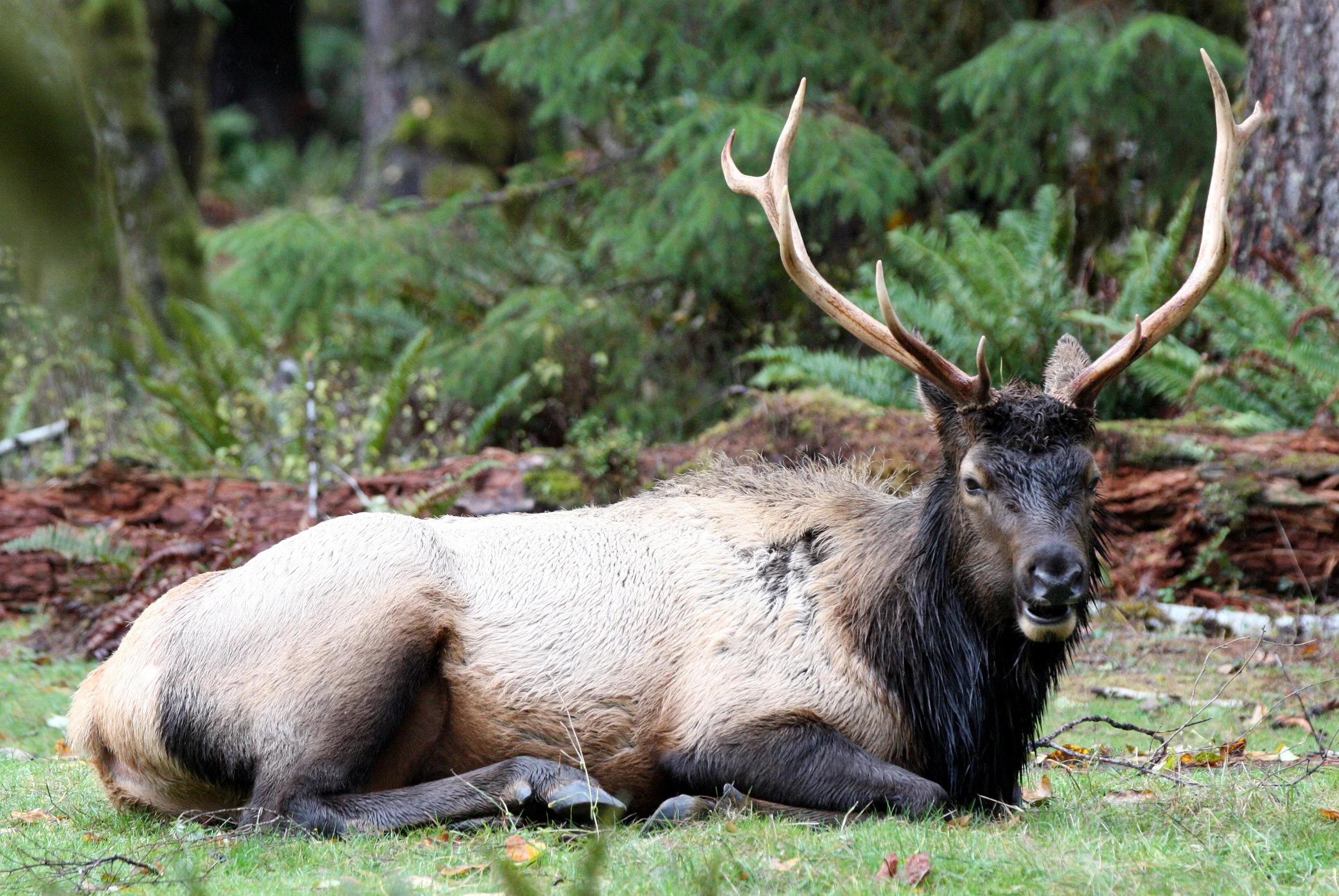 CERVID - ELK - BULL ROOSEVELT ELK - HOH RAINFOREST WA (10).JPG