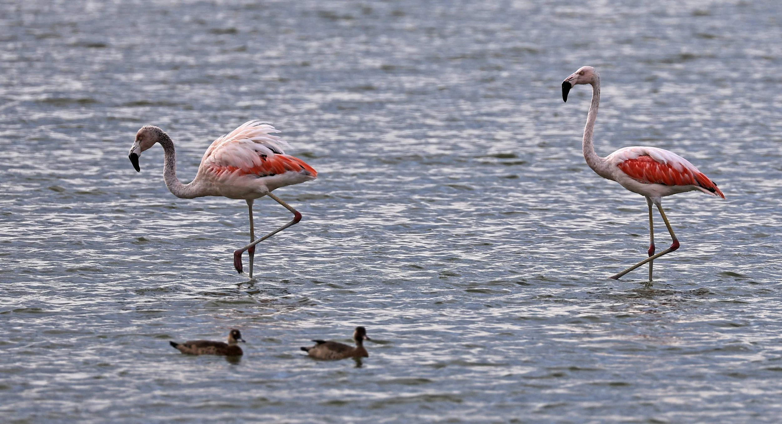Chilean Flamingo (Phoenicopterus chilensis) Chaco Lodge & Laguna Salada Paraguay (26).jpg