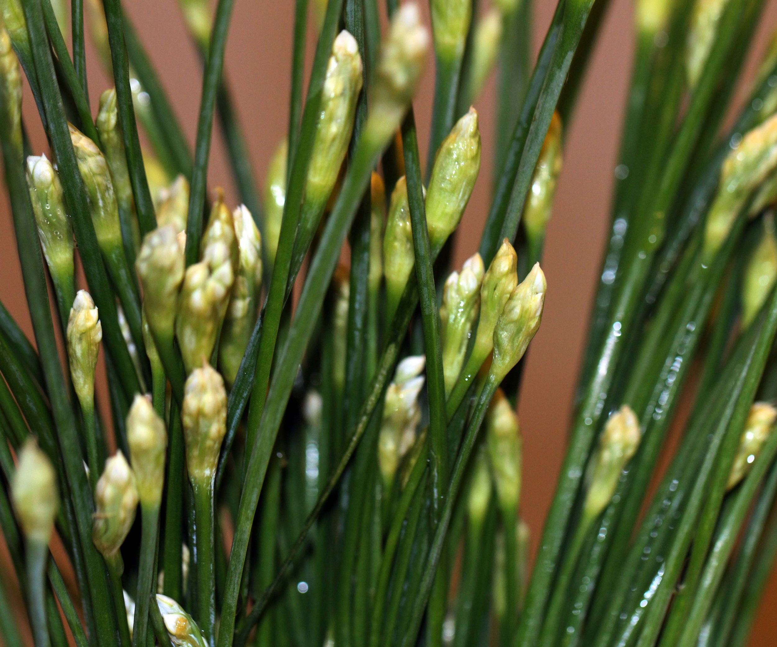 2013 - BANGKOK OCTOBER 2013 (53).JPG