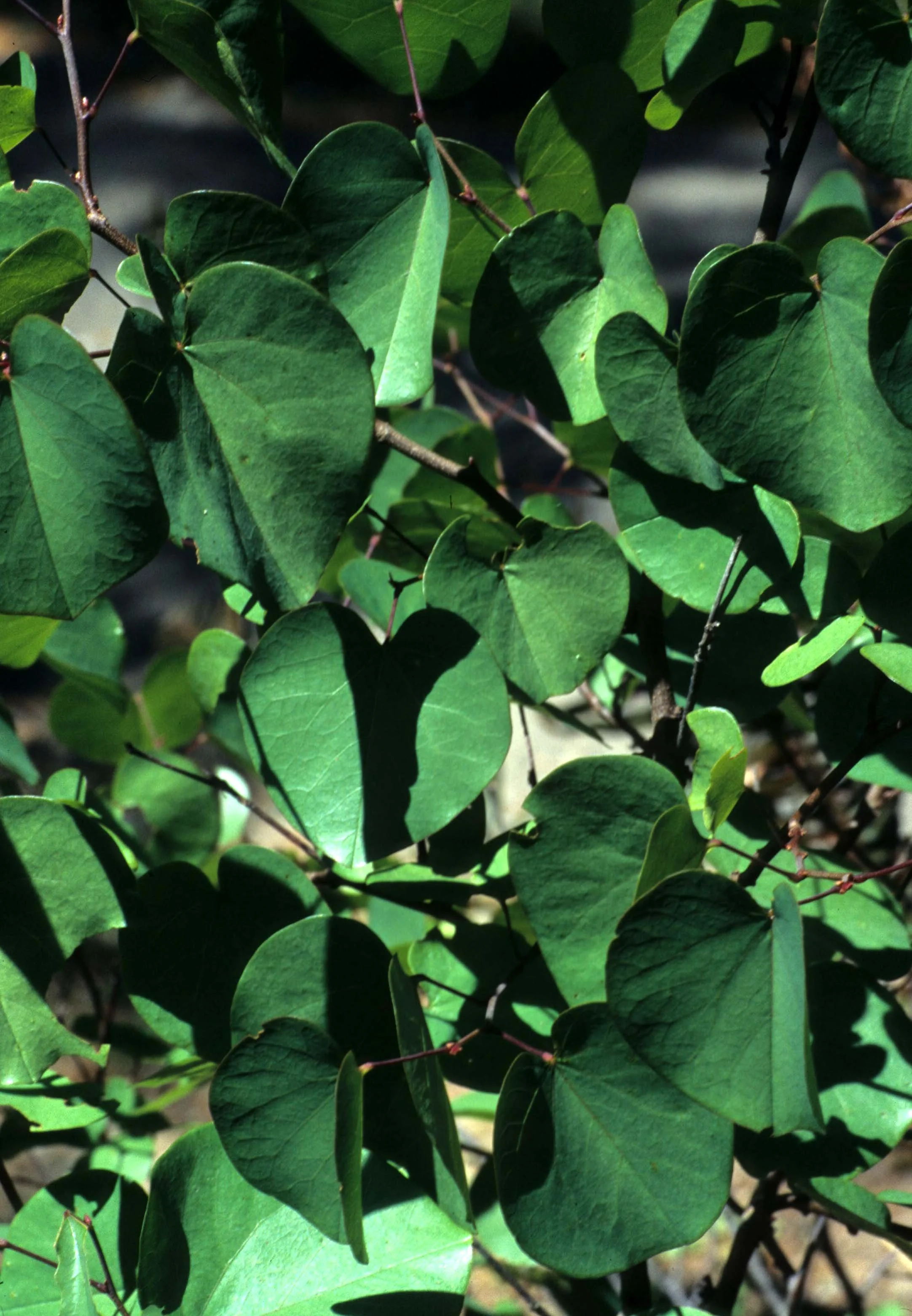 CALIFORNIA - REDWOODS NP - WESTERN REDBUD.jpg
