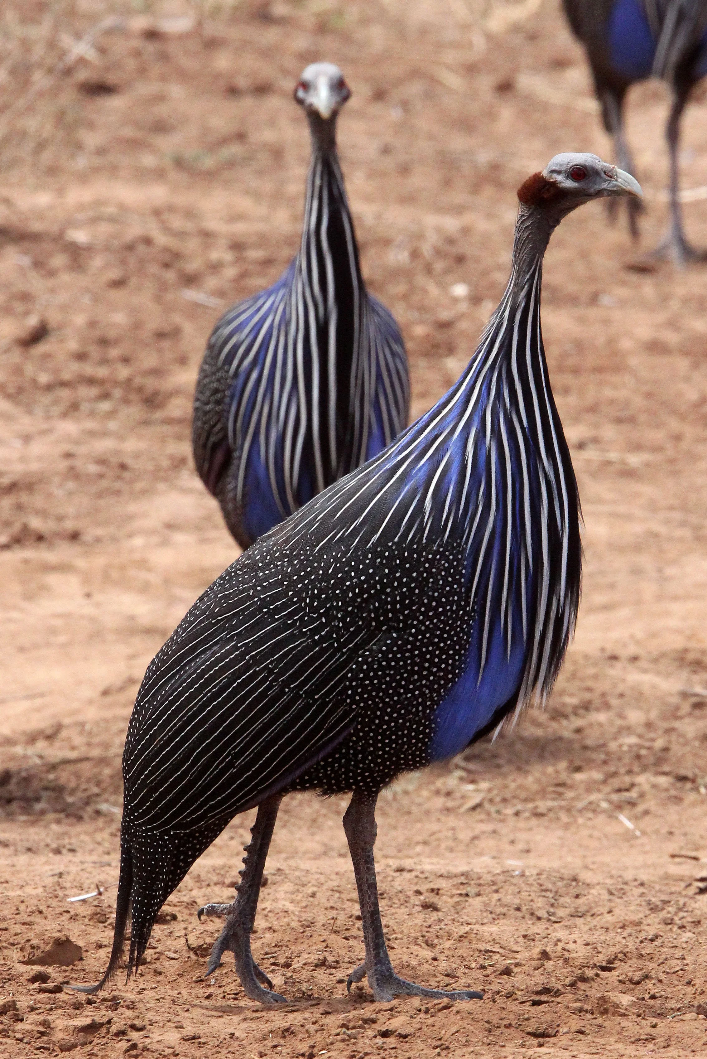 BIRD - GUINEAFOWL - VULTURINE GUINEAFOWL - SAMBURU NATIONAL PARK KENYA (10).JPG