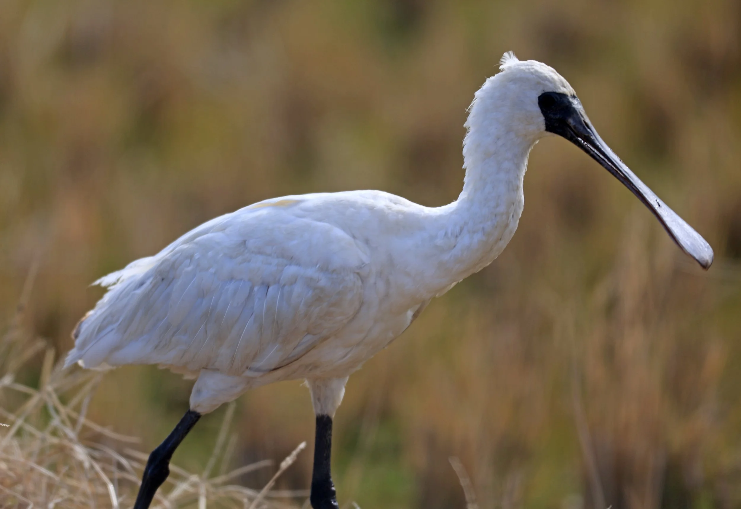 Black-faced Spoonbill (Platalea minor) Izumi Crane Center and Fields Izumi Kagoshima Japan (64).jpg