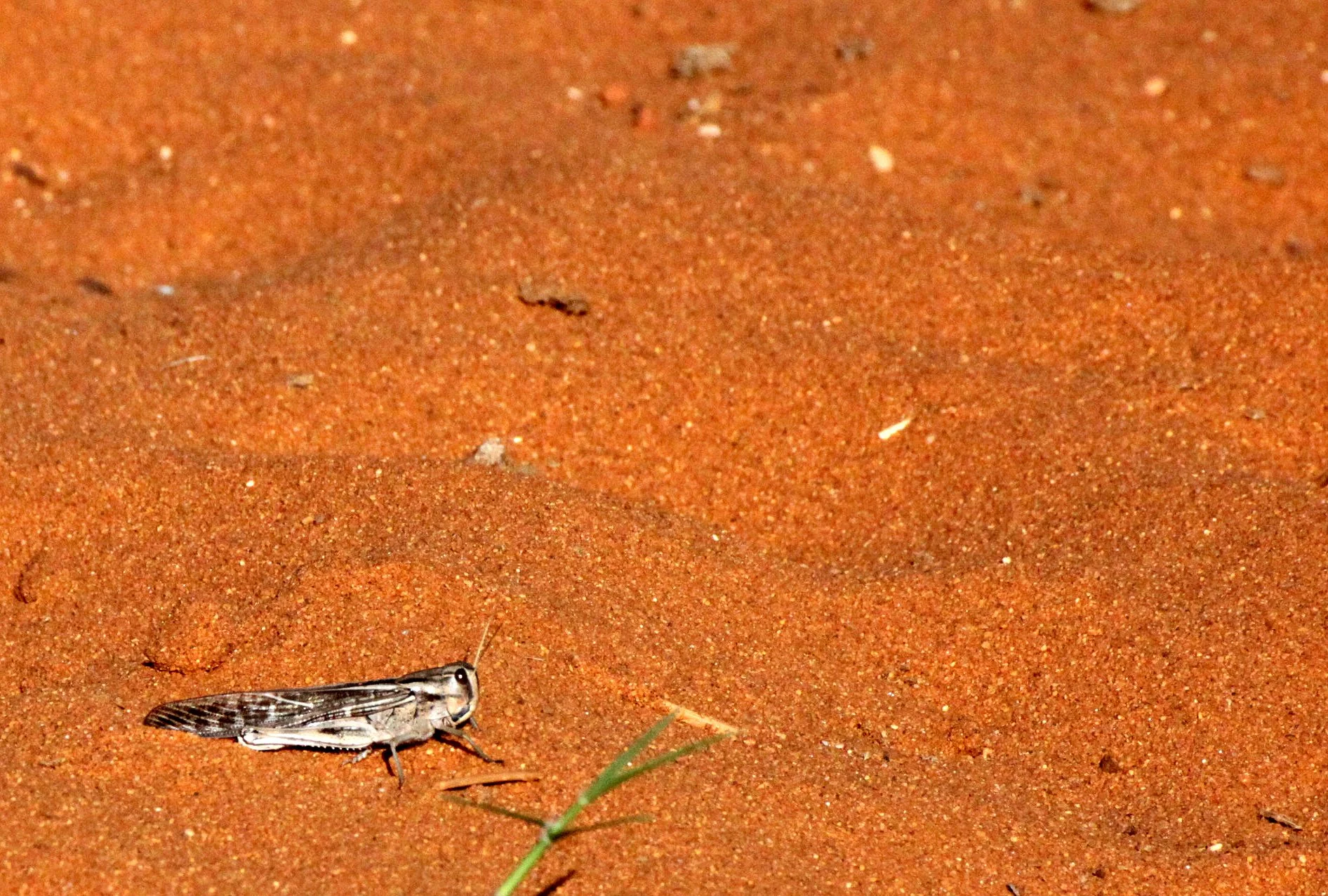 Acrididae - Species 27 - Berenty Reserve Madagascar