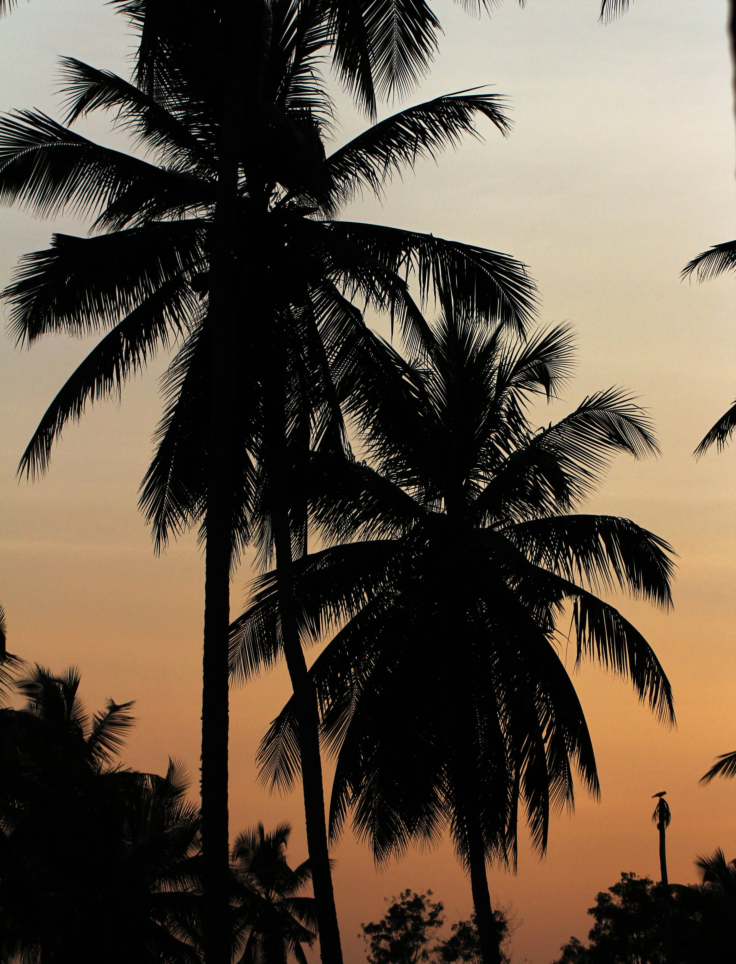 NIGAMBU FOREST AREA SRI LANKA PHOTO BY SOM SMITH (6).JPG