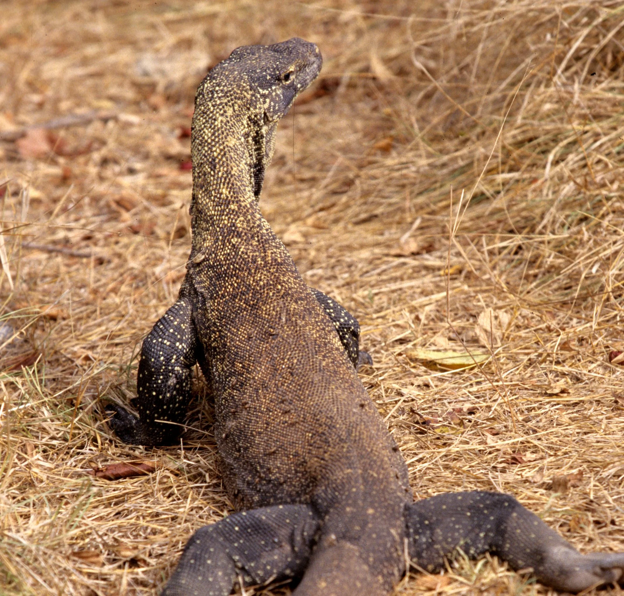 REPTILE - MONITOR LIZARD - KOMODO DRAGON - RINJA ISLAND J1.jpg