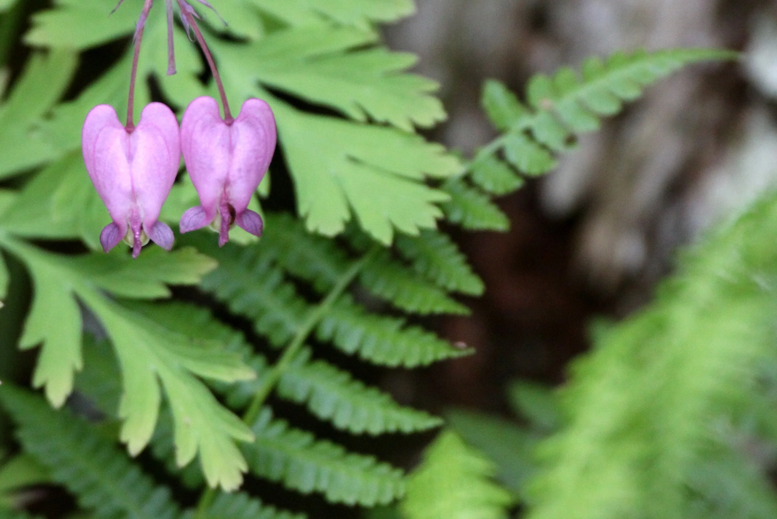 FUMARIACEAE - PACIFIC BLEEDING HEART - THOMPSON SOUND BC (2).JPG