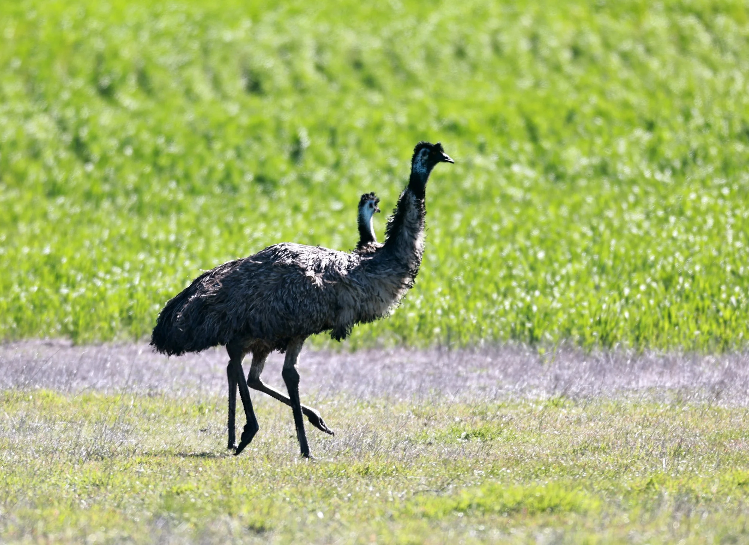 Emu (Dromaius novaehollandiae) Stirling Range NP - Western Australia