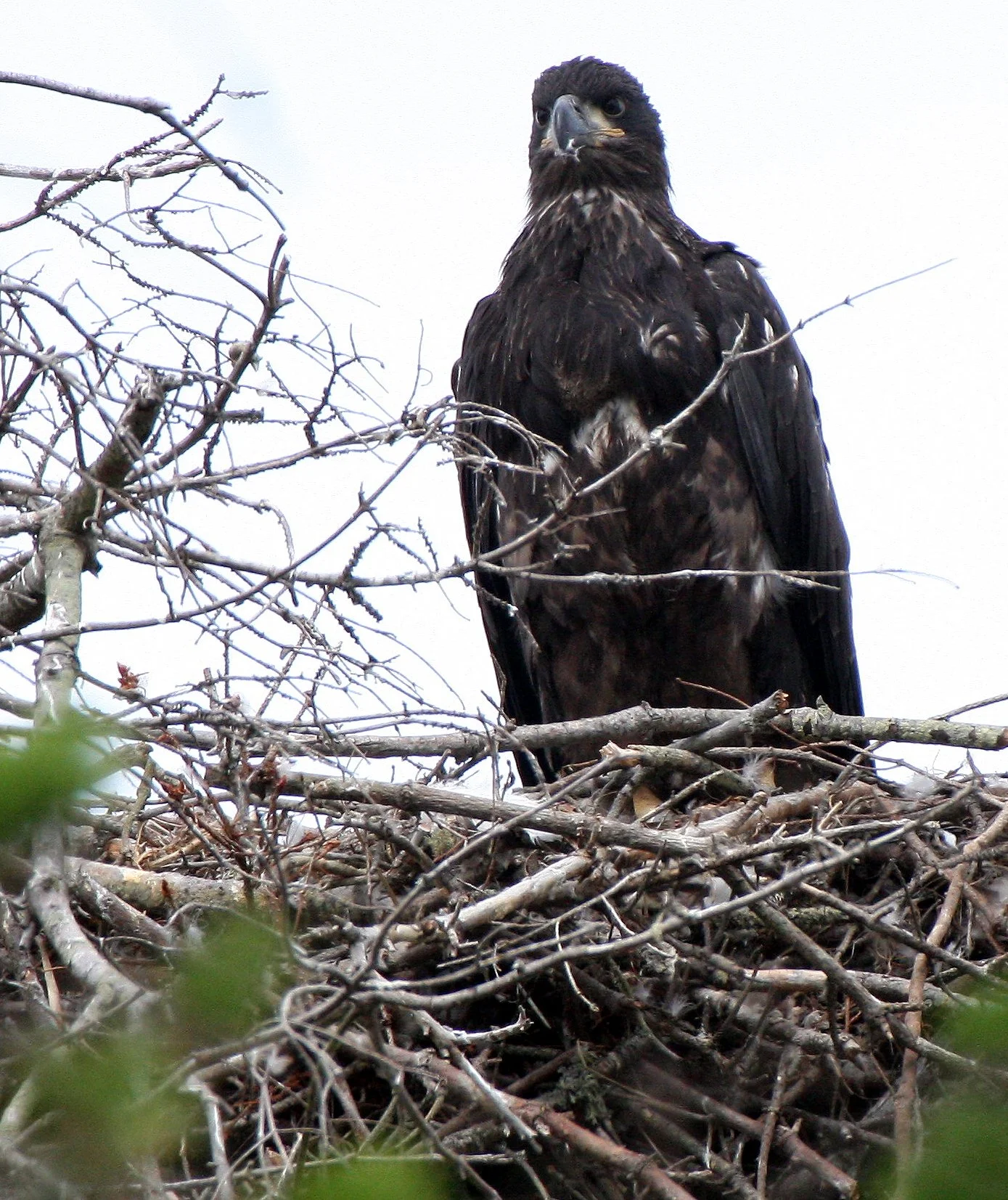 Haliaeetus leucocephalus - AMERICAN BALD EAGLE - CHICKS - CLINE SPIT OVERLOOK - SEQUIM DUNGENESS BLUFFS (33).JPG