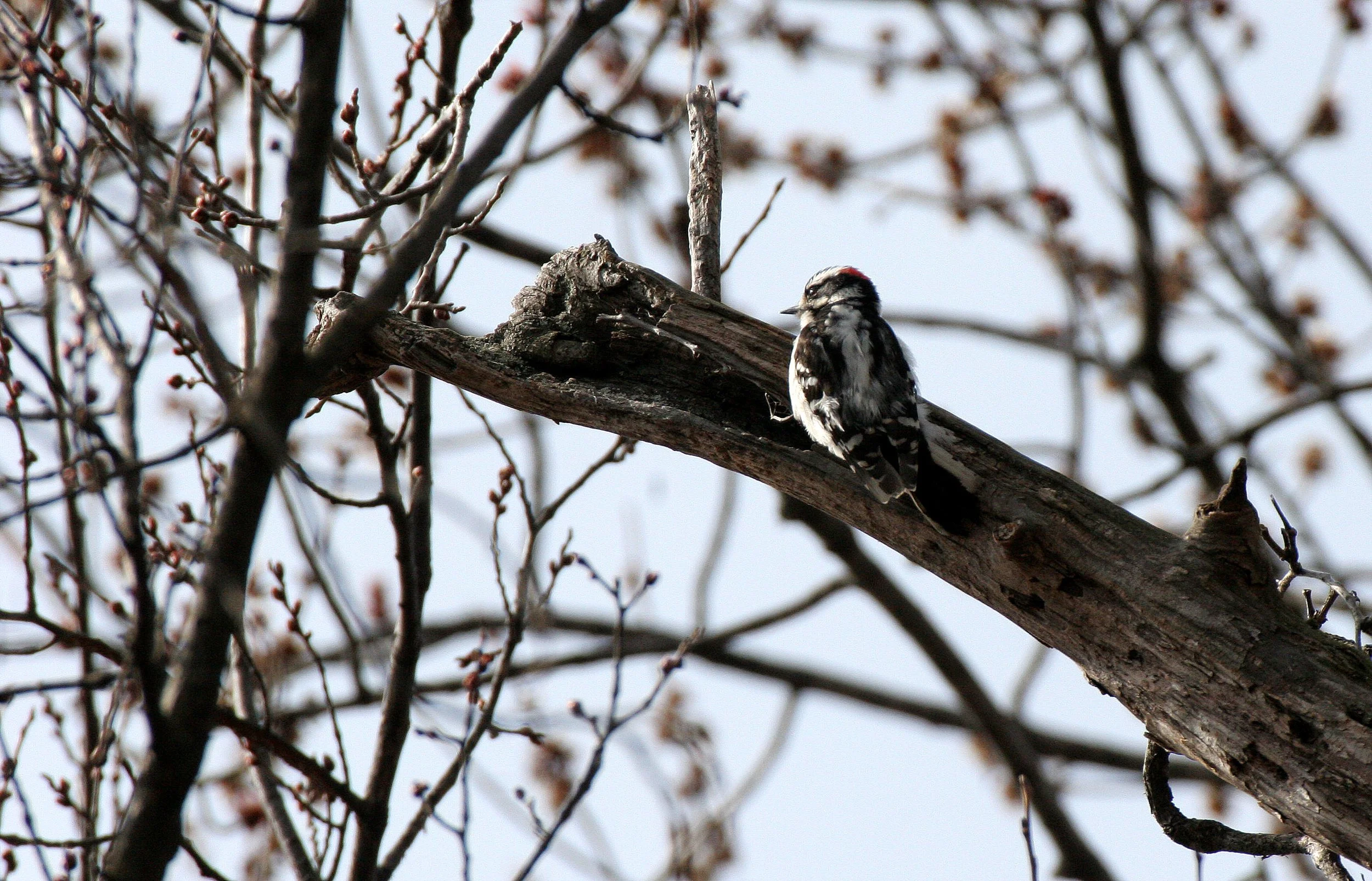 BIRD - WOODPECKER - DOWNY - GREEN WOODS FOREST PRESERVE ILLINOIS.JPG