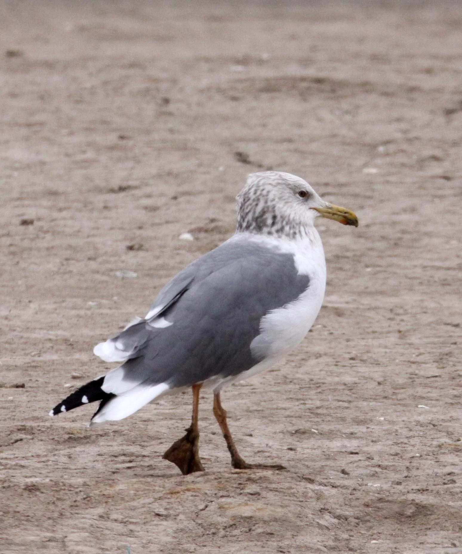 BIRD - GULL - HUEGLIN'S GULL- YANCHENG CHINA (2).JPG