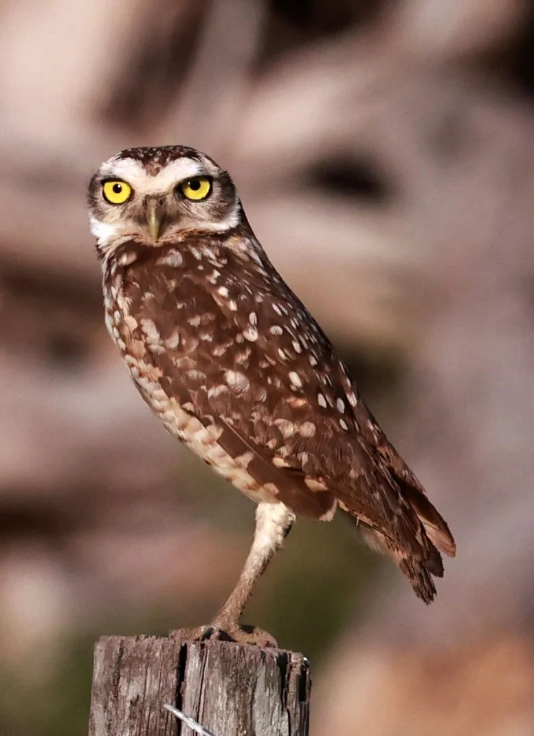 Owl - Burrowing Owl - Pousada Aguape - Fazenda São José Zona Rural, Aquidauana, Mato Grosso do Sul, Brazil (2).jpg