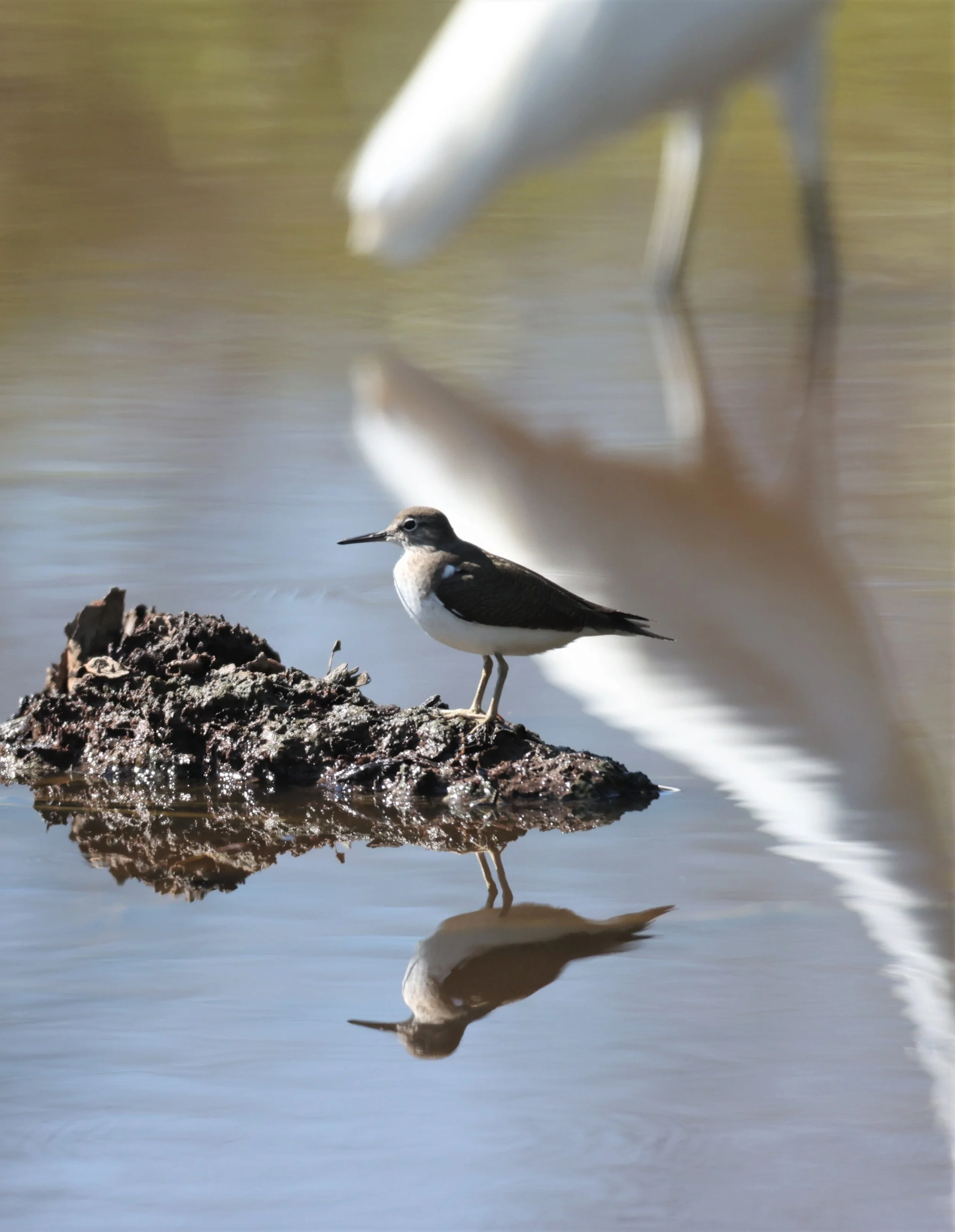 SANDPIPER - COMMON SANDPIPER - Actitus hypoleucos - BANG PU 11 DEC 2021 (2).jpg