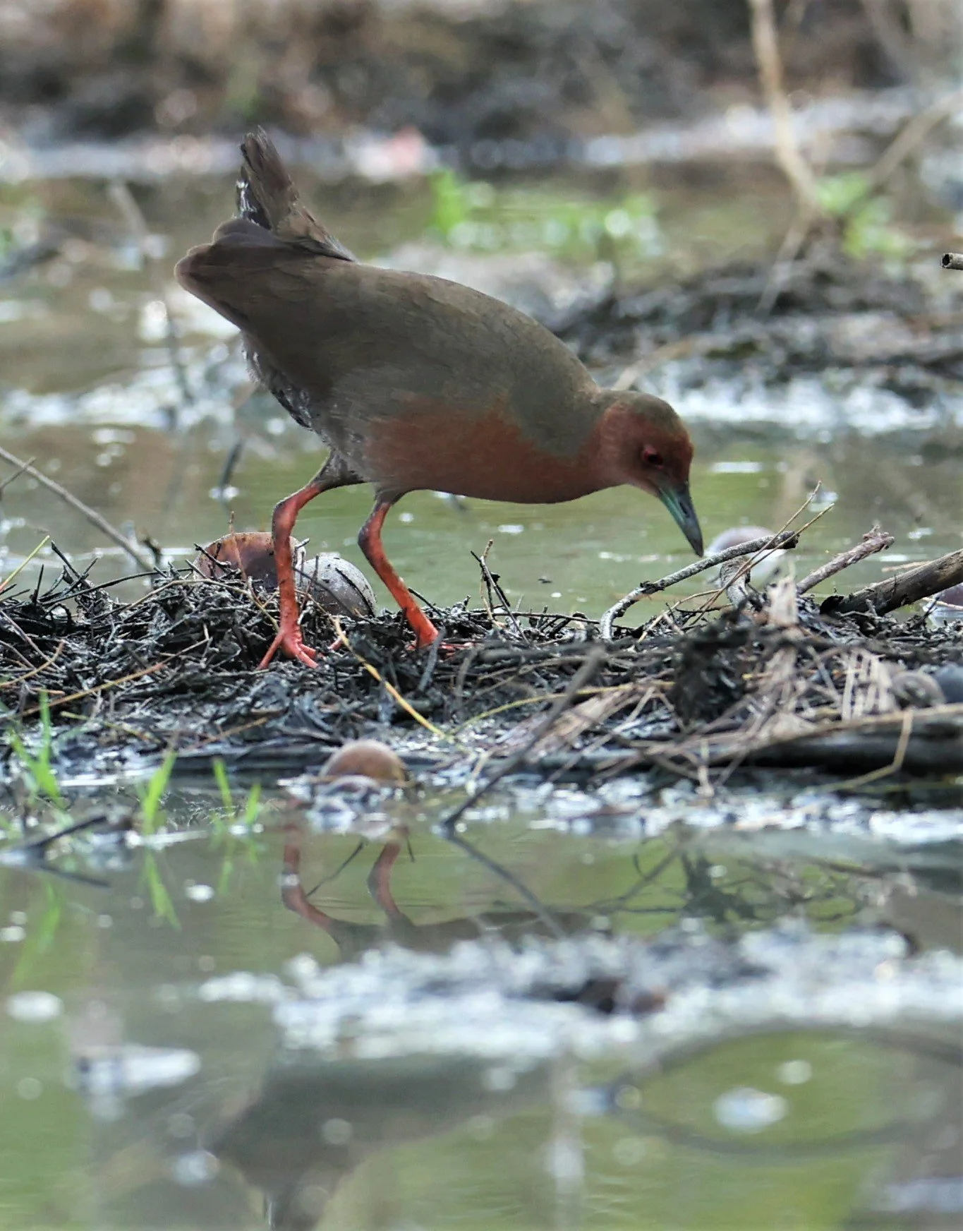 Ruddy-breasted Crake (Porzana fusca) Khao Sam Roi Yod NP Thailand (50).jpg