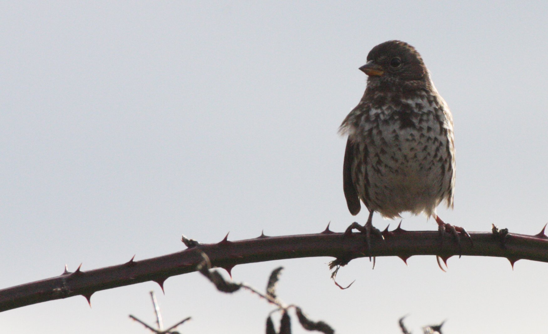 Fox Sparrow (Passerella iliaca) Jamestown Washington Olympic Peninsula (13).JPG