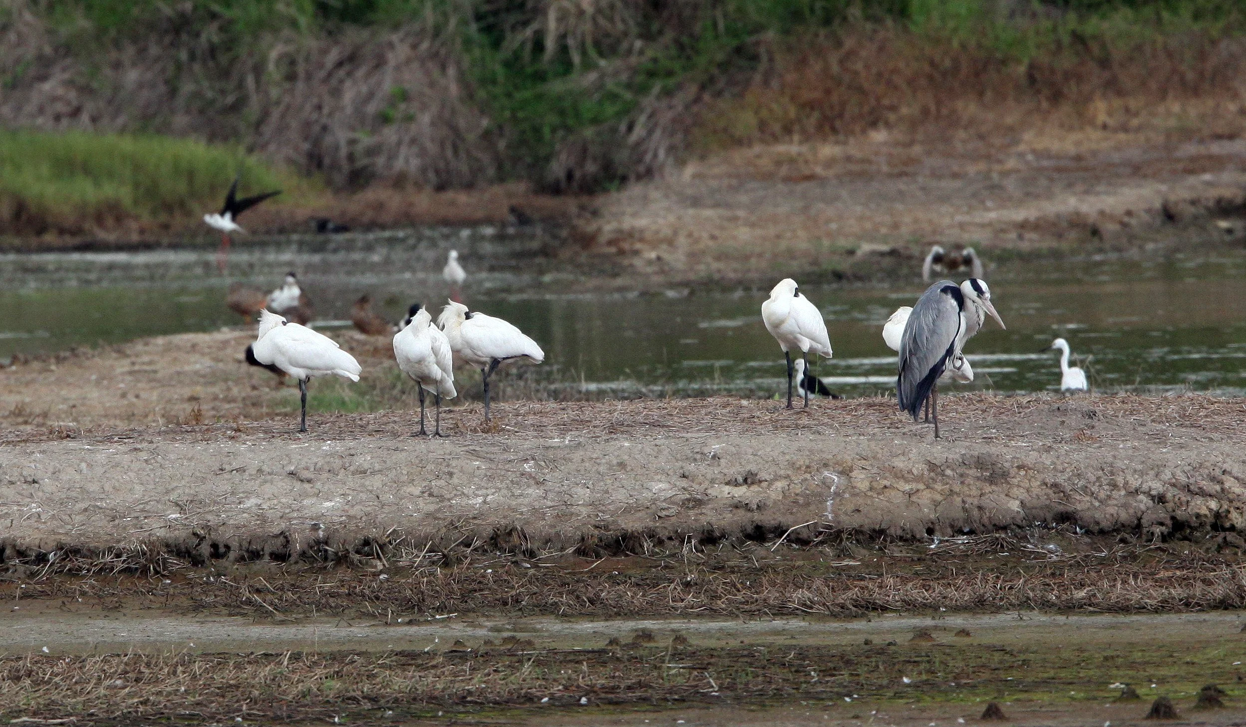 SPOONBILL - BLACK-FACED SPOONBILL - Platalea minor - MAI PO WETLANDS HONG KONG (42).JPG