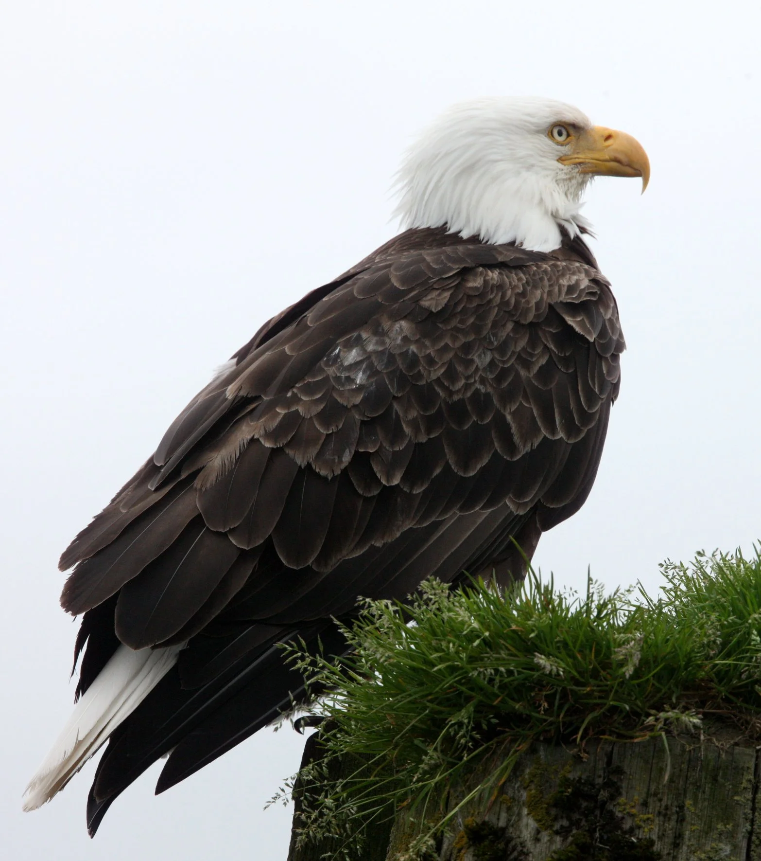 Haliaeetus leucocephalus - AMERICAN BALD EAGLE - KNIGHT INLET BRITISH COLUMBIA (99).JPG