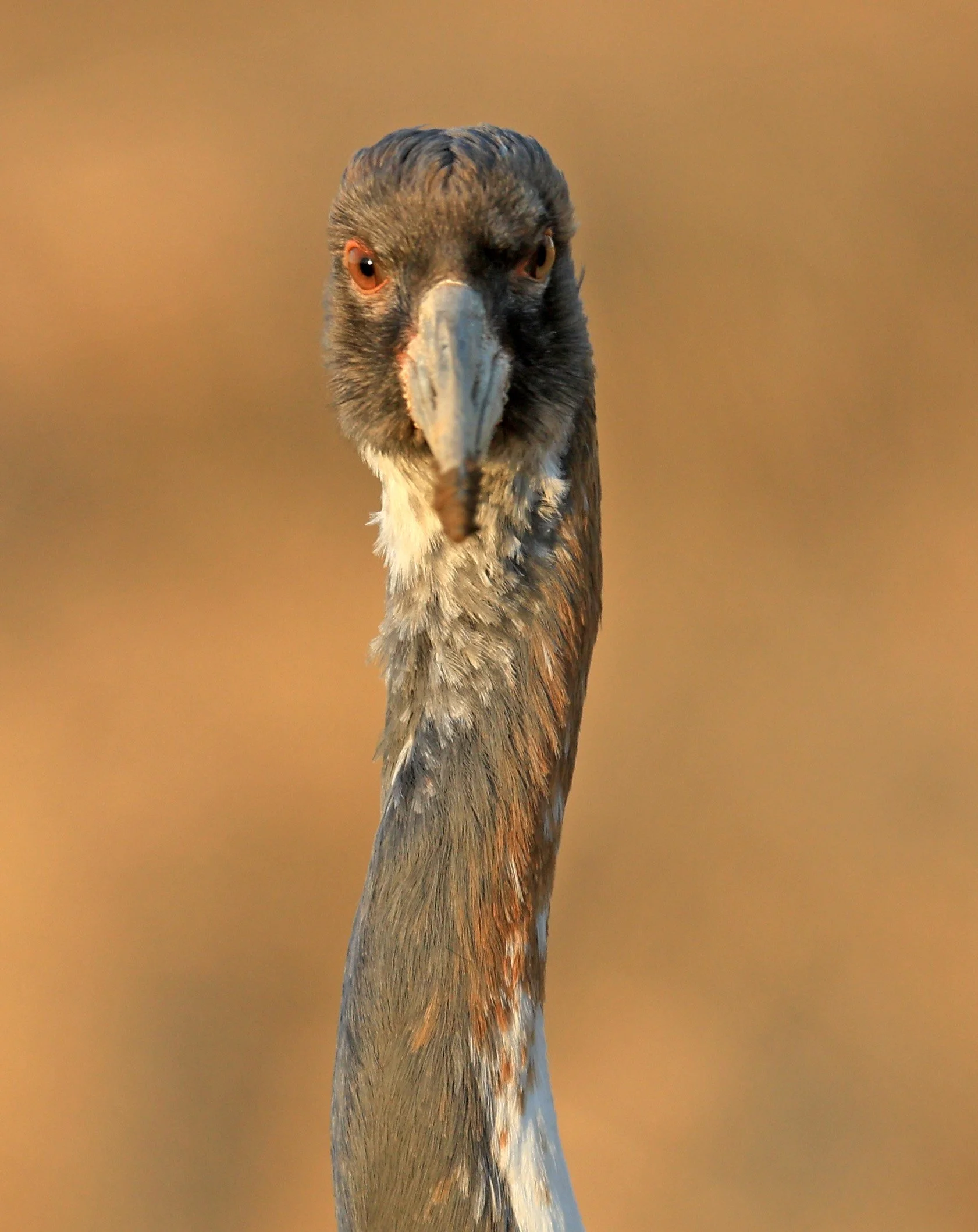 White-naped Crane (Antigone vipio) Izumi Crane Park & Center, Izumi Kagoshima Kyushu Japan (596).jpg