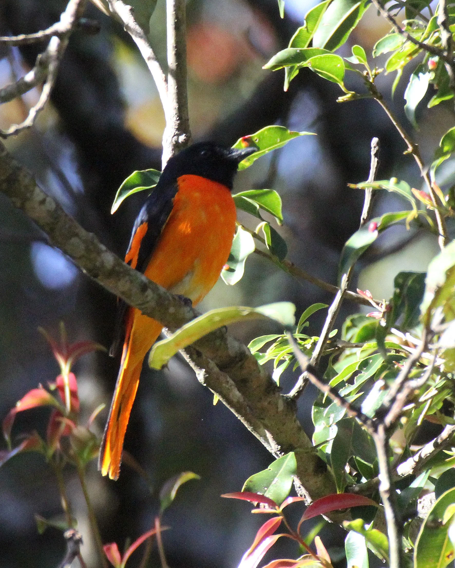 Orange Minivet (Pericrocotus flammeus) Pampadum Shola NP Kerala India (3).JPG