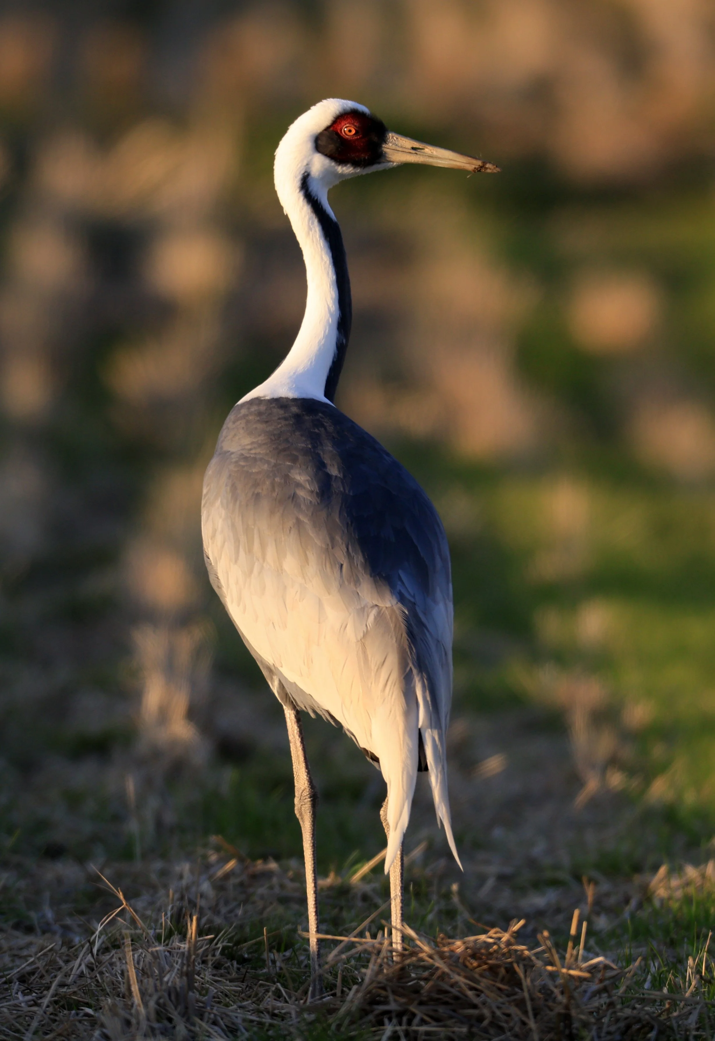 White-naped Crane (Antigone vipio) Izumi Crane Park & Center, Izumi Kagoshima Kyushu Japan (603).jpg