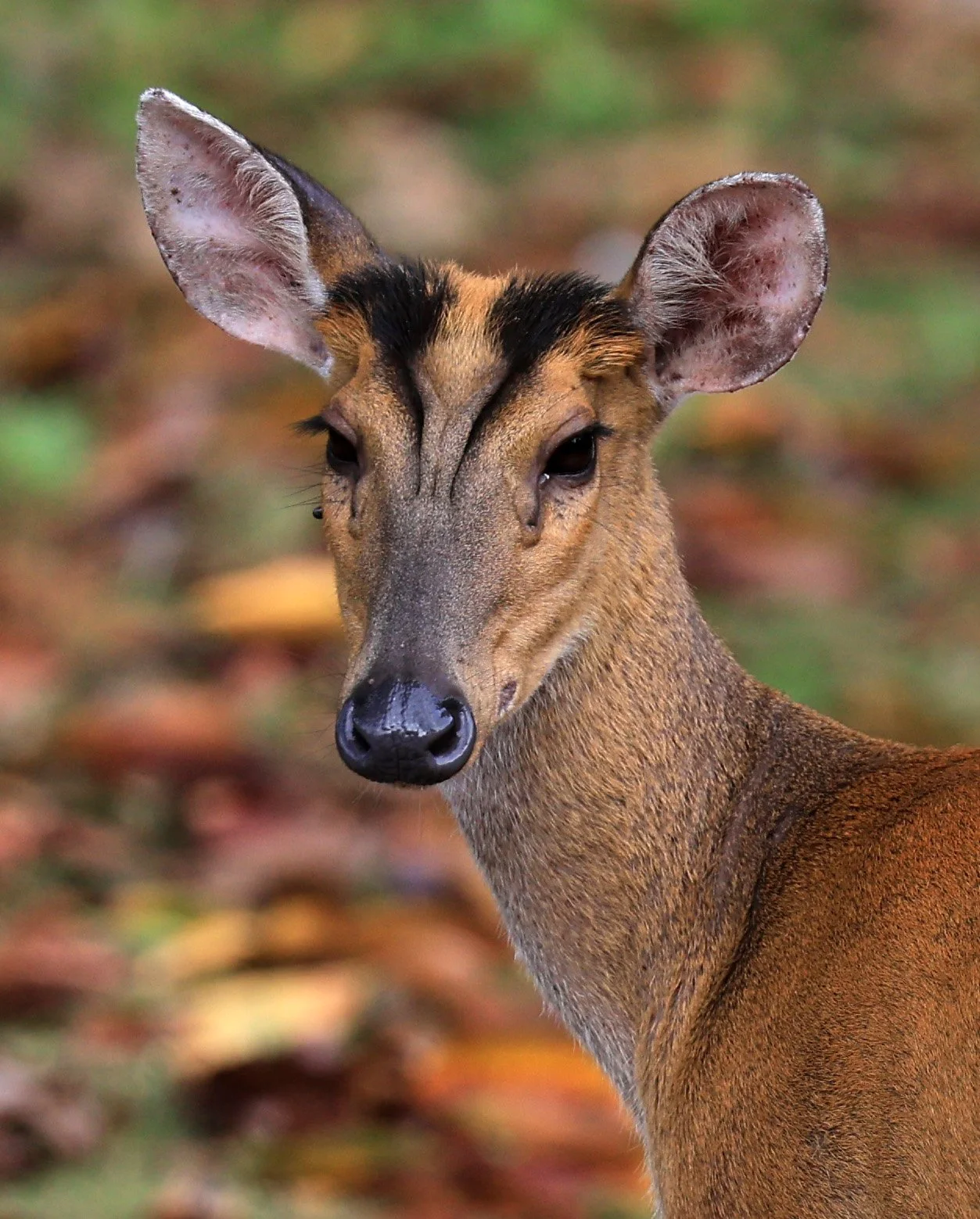 Southern Red Muntjac (Muntiacus muntjak) Khao Yai National Park, Thailand (16).jpg